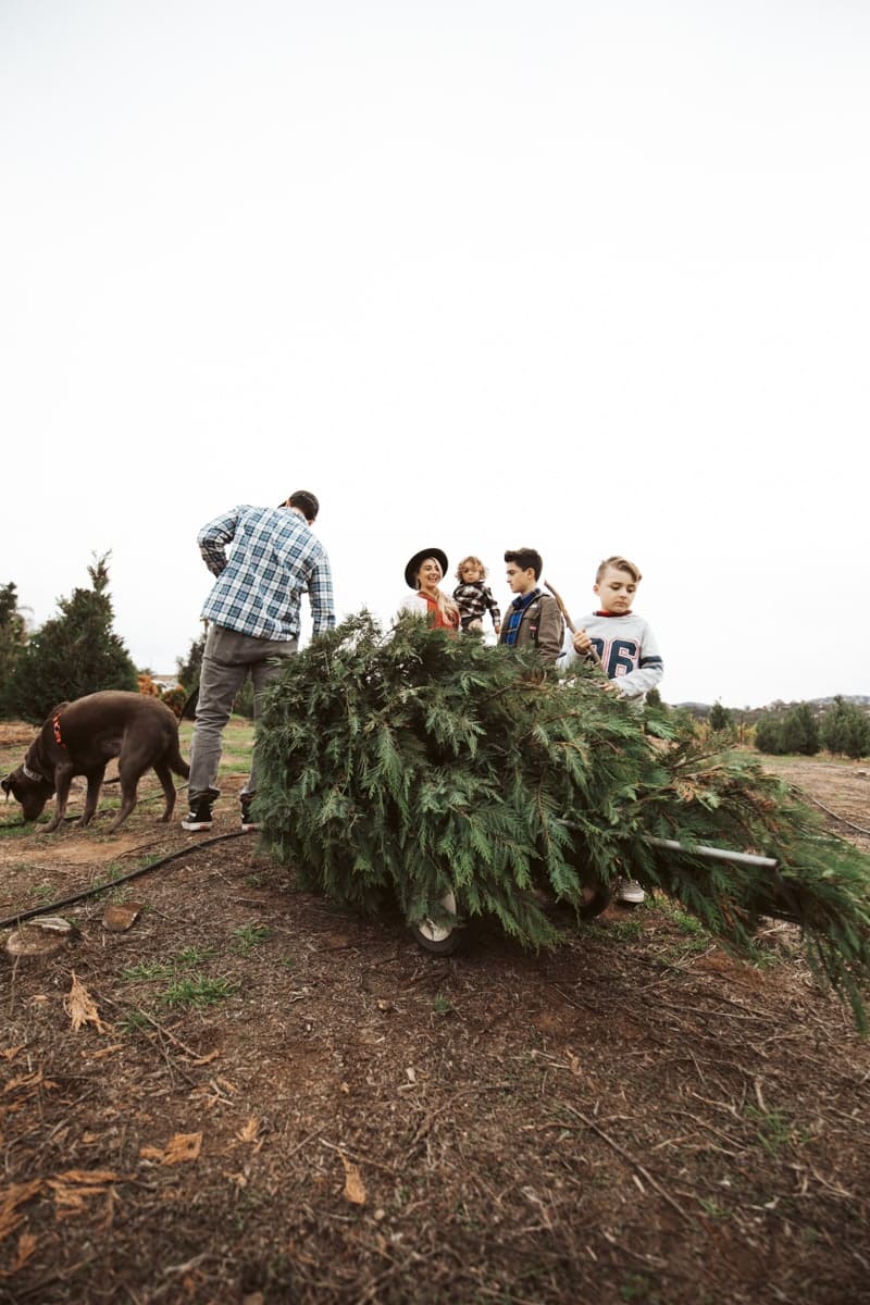 christmas tree farm