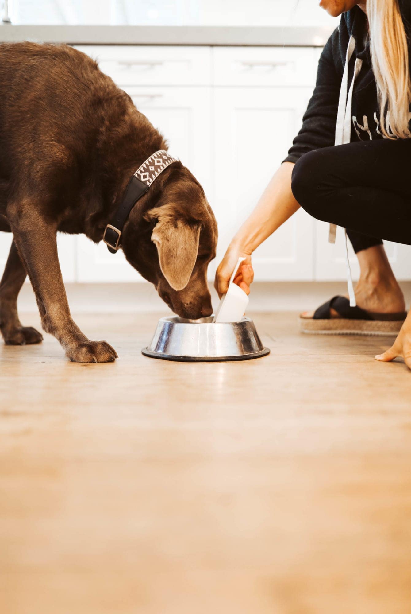 woman feeding dog