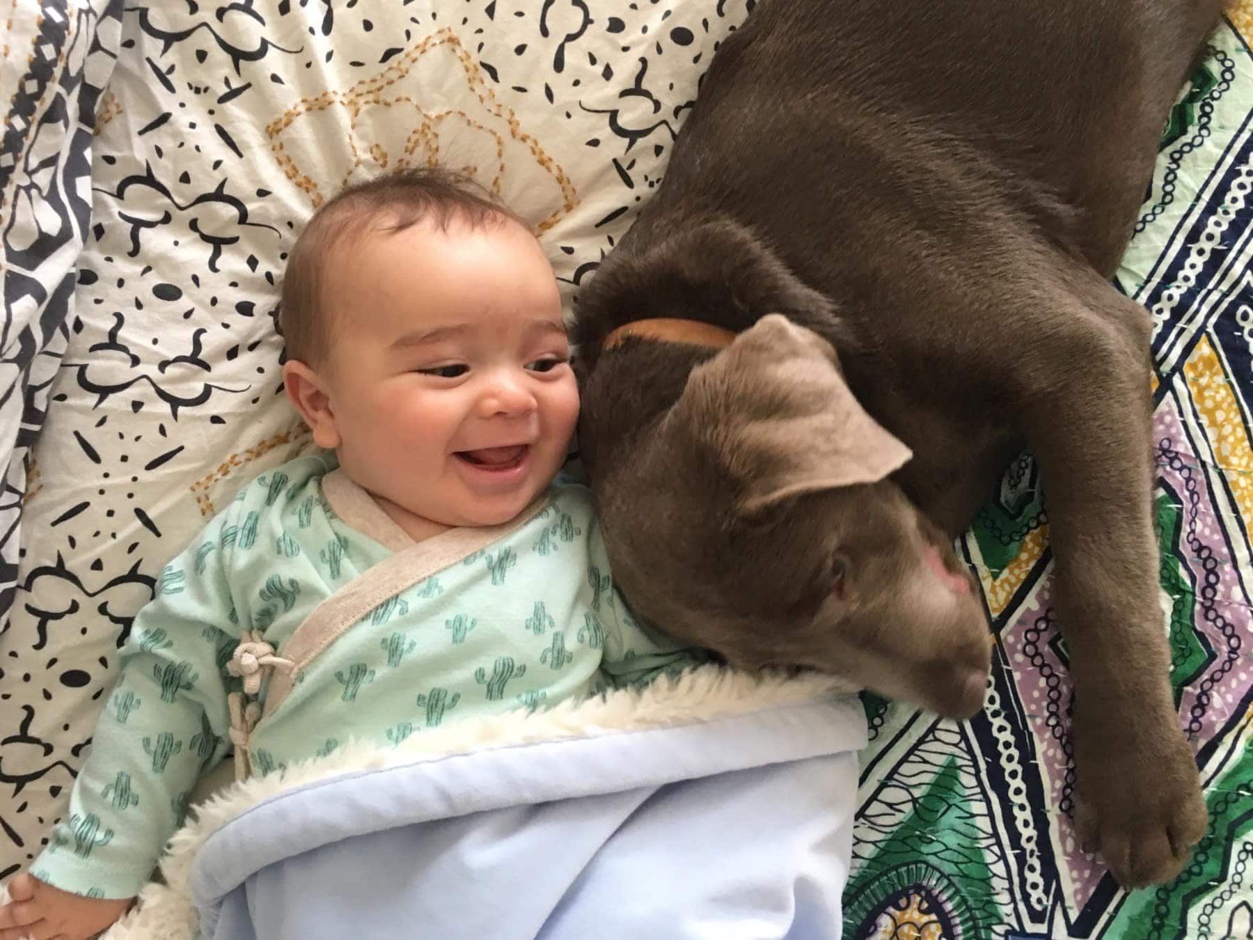 Labrador puppy and baby