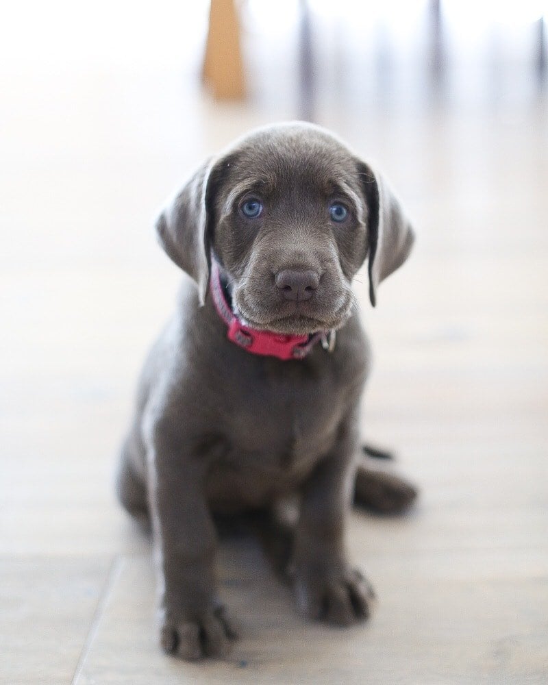 labrador puppy