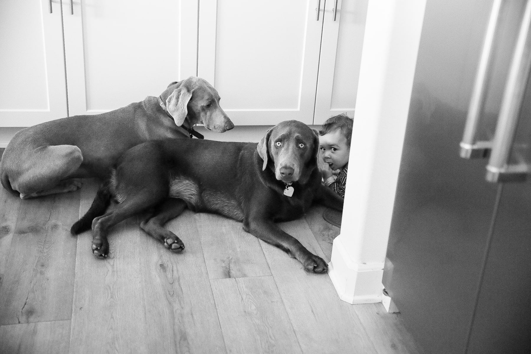 baby with two dogs