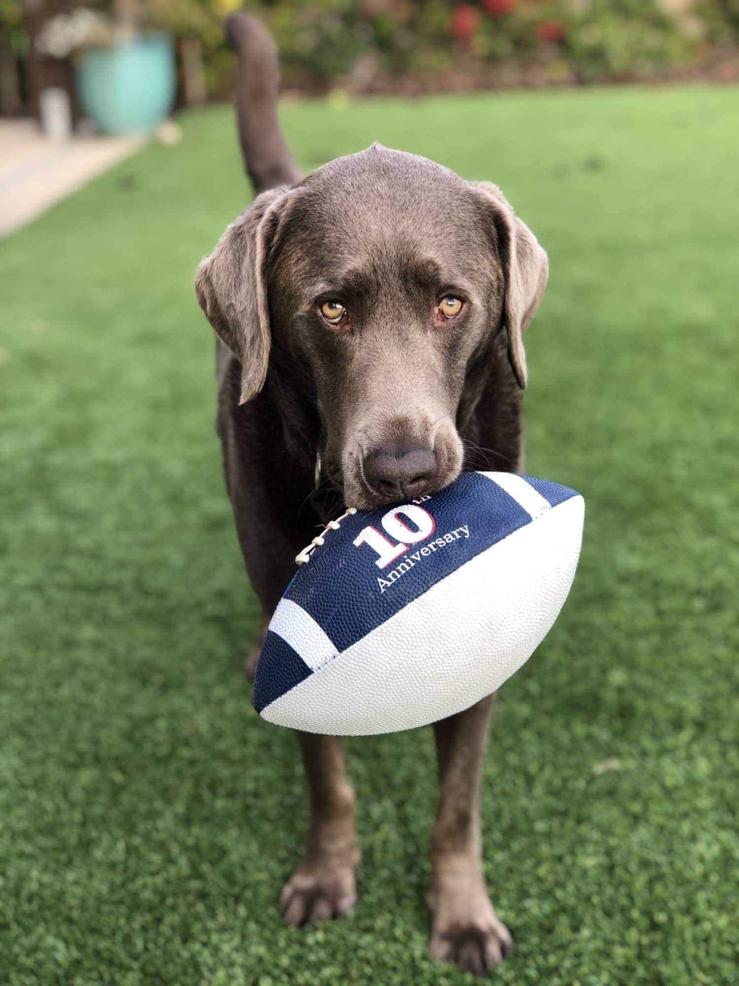 labrador and football