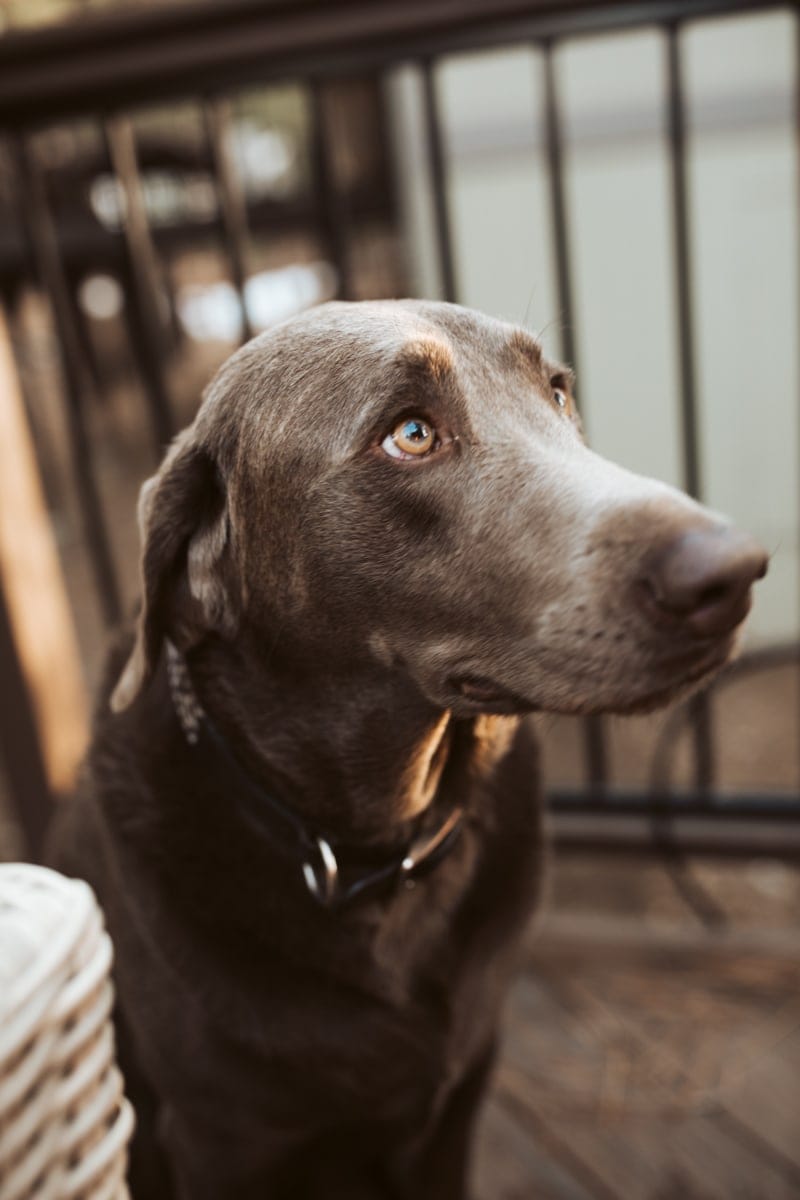 dog close up