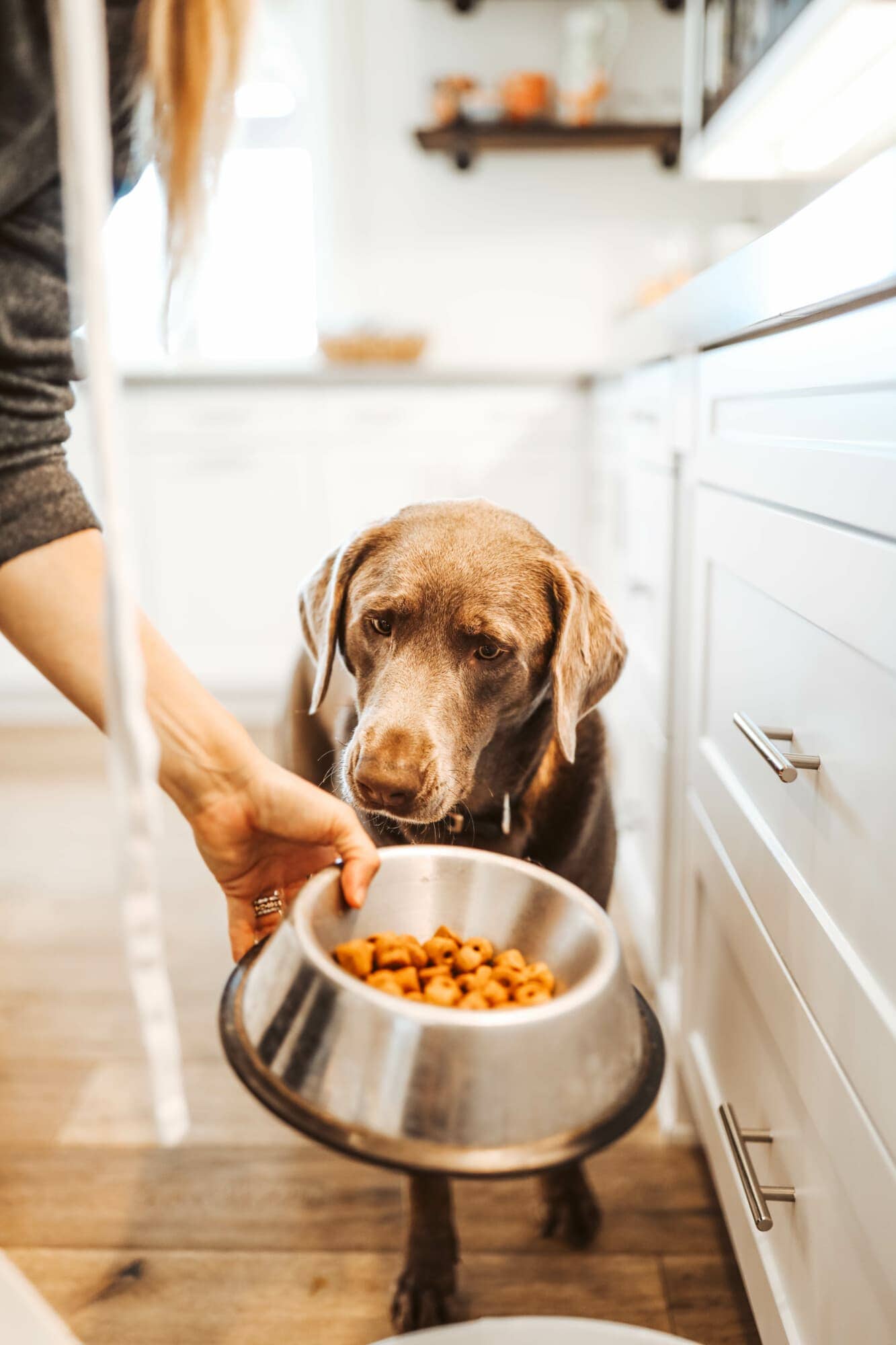 feeding dog