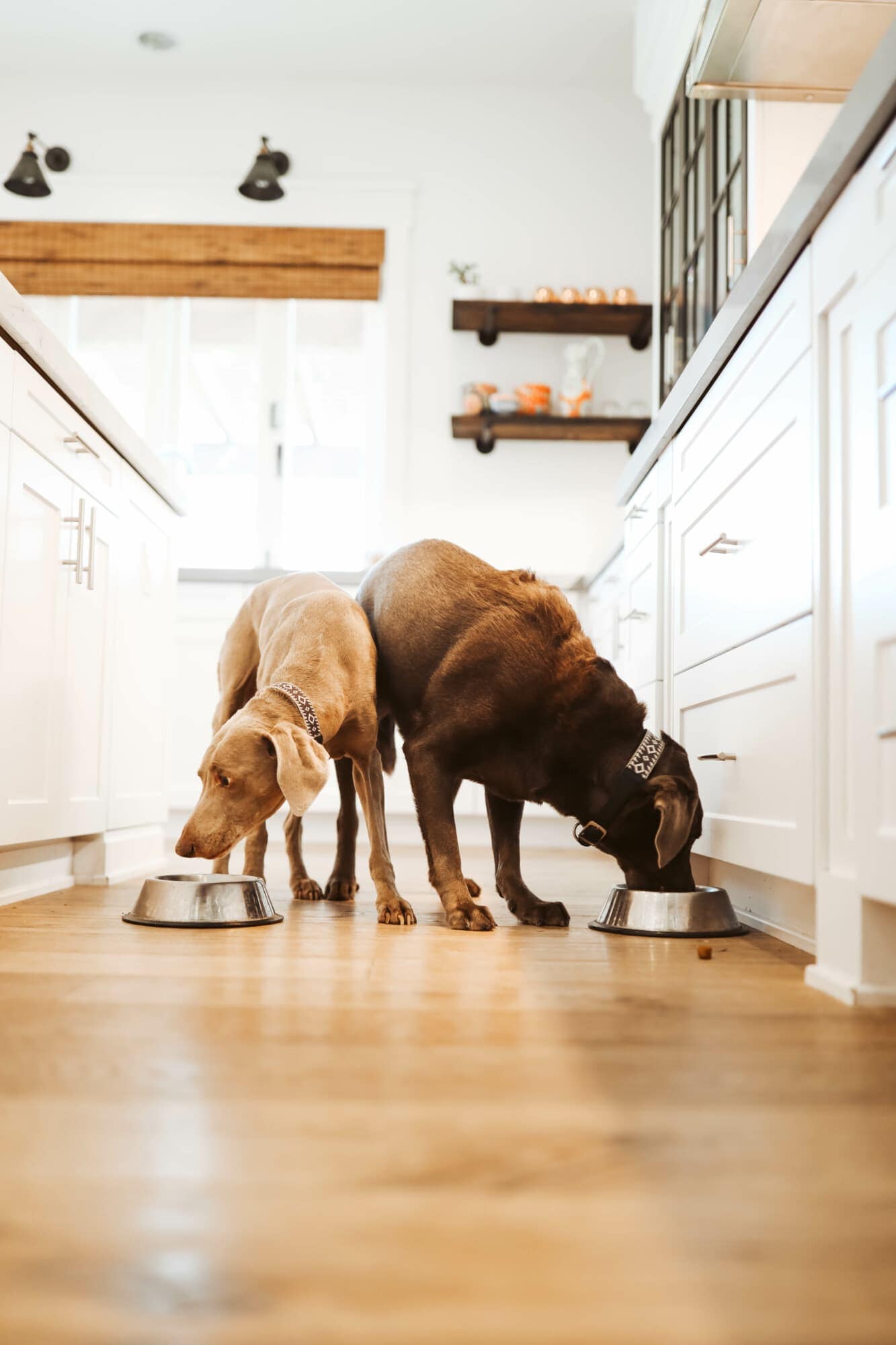 pets eating on floor