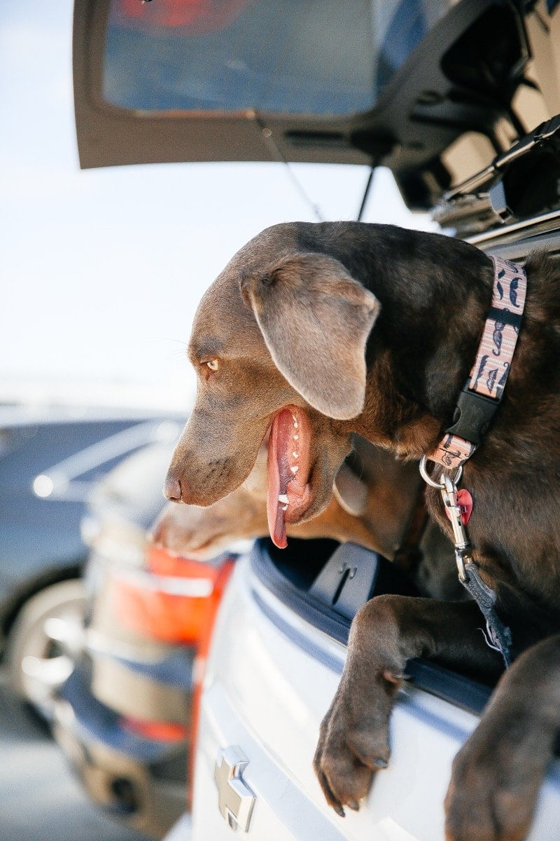 dogs in back of car