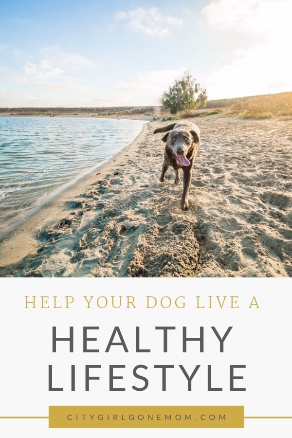 dog on beach