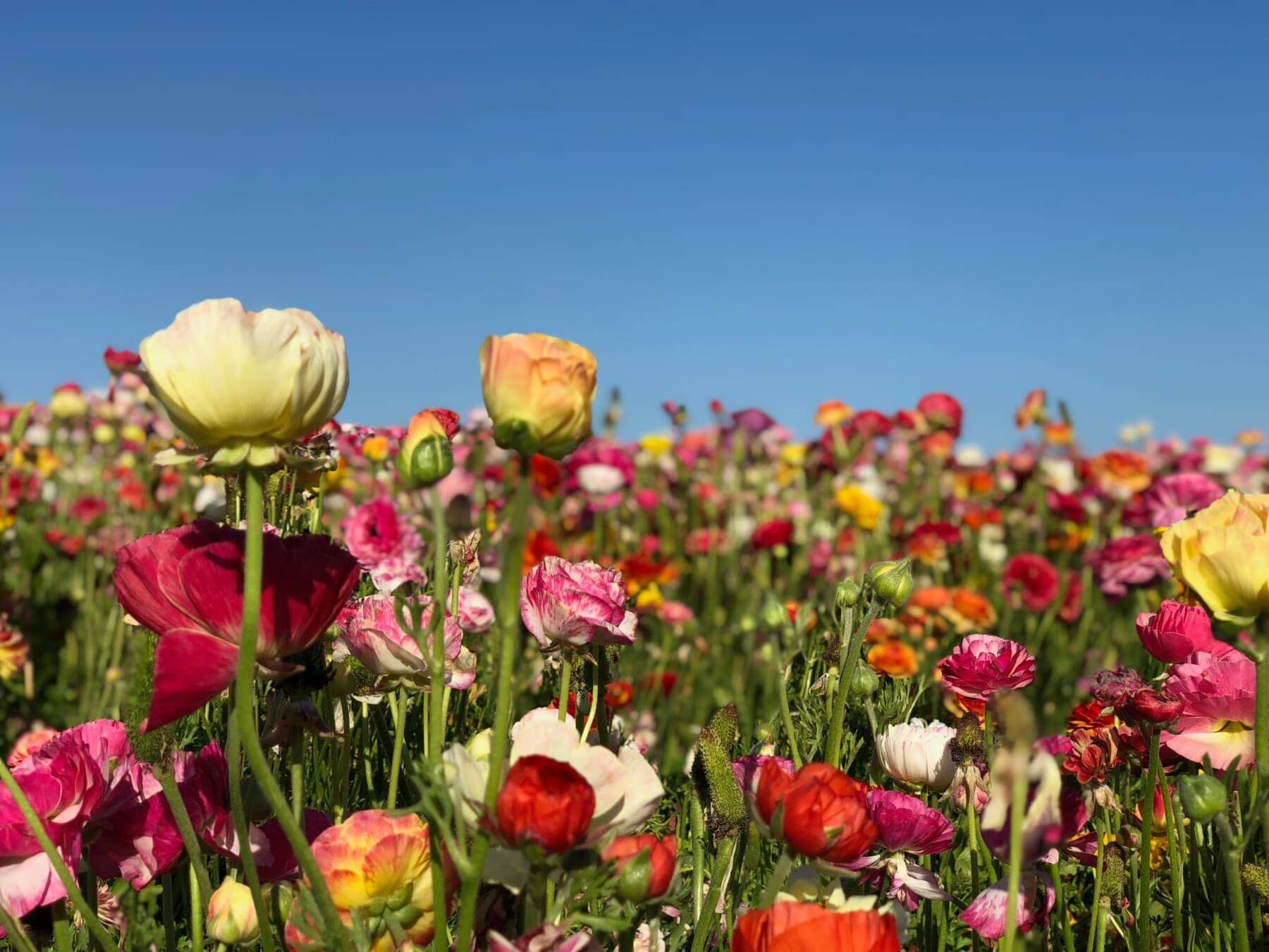 poppy field