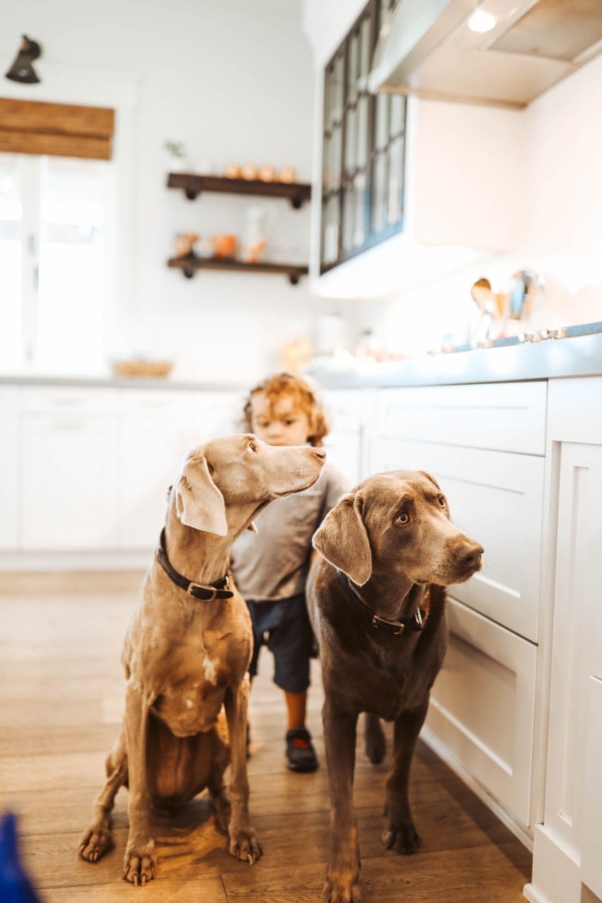 toddler with dogs