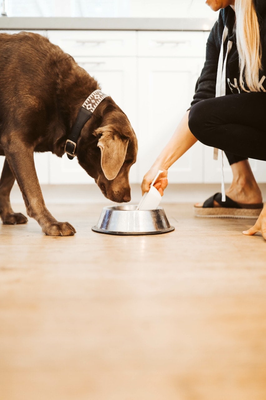 feeding pet on floor