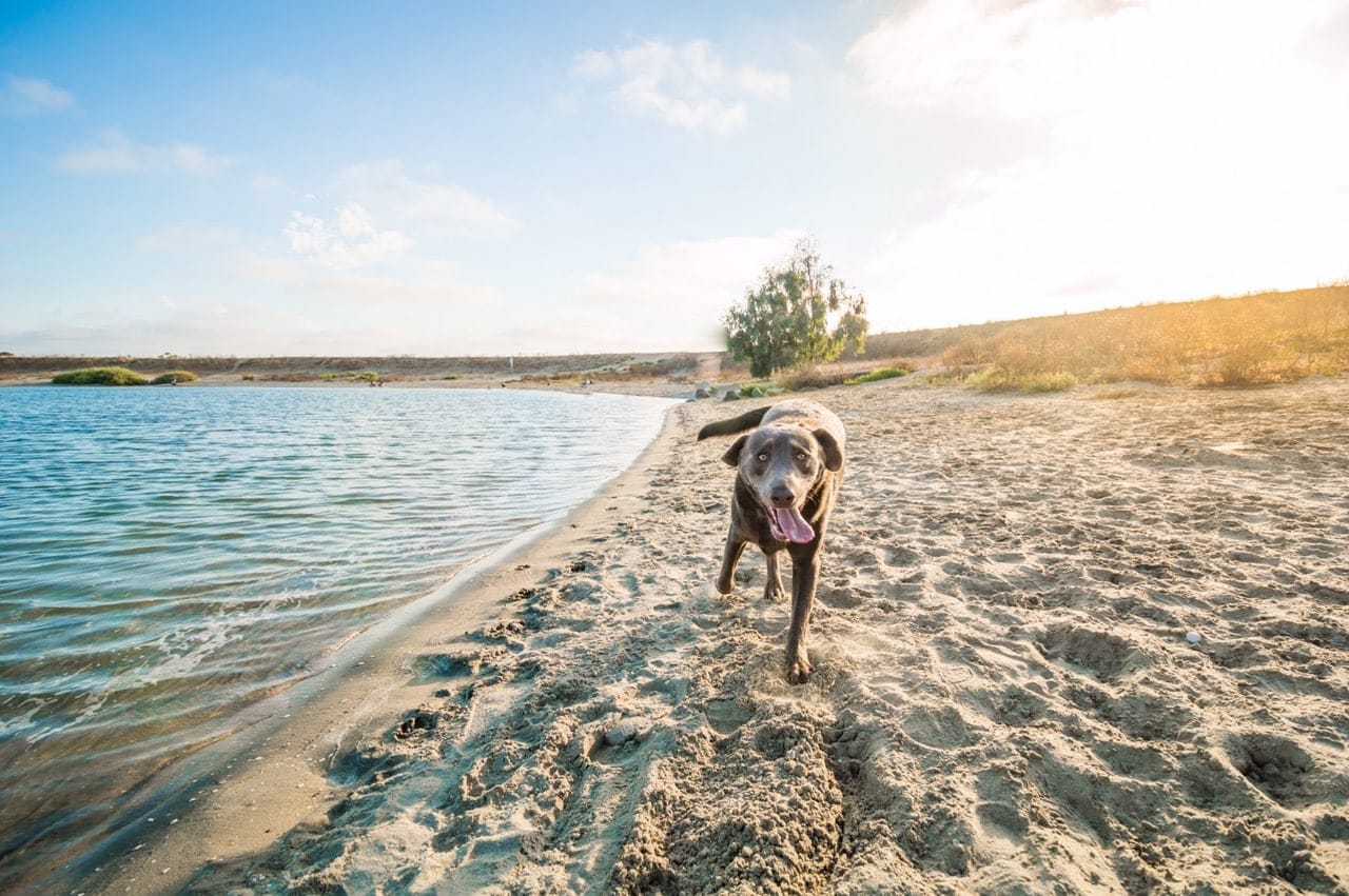 dog on the beach