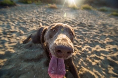 dog close up