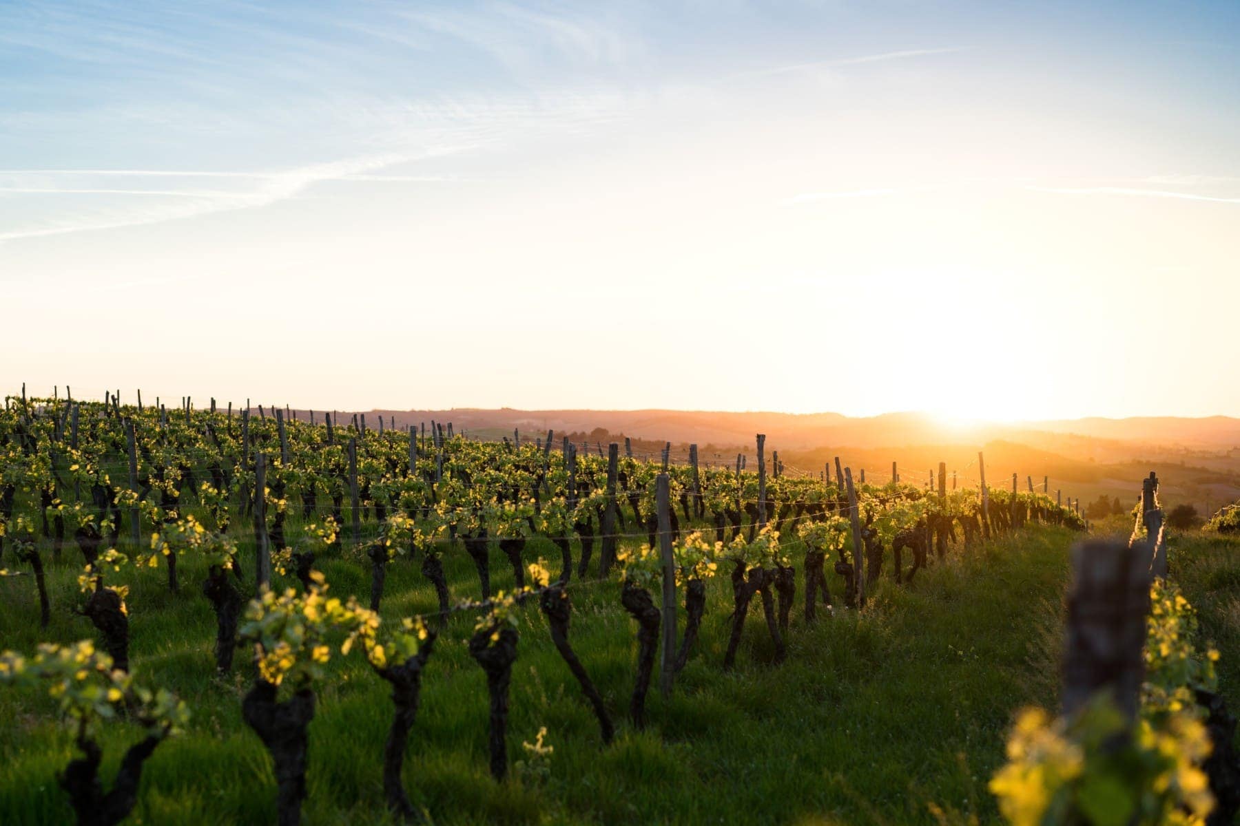 wine vineyard