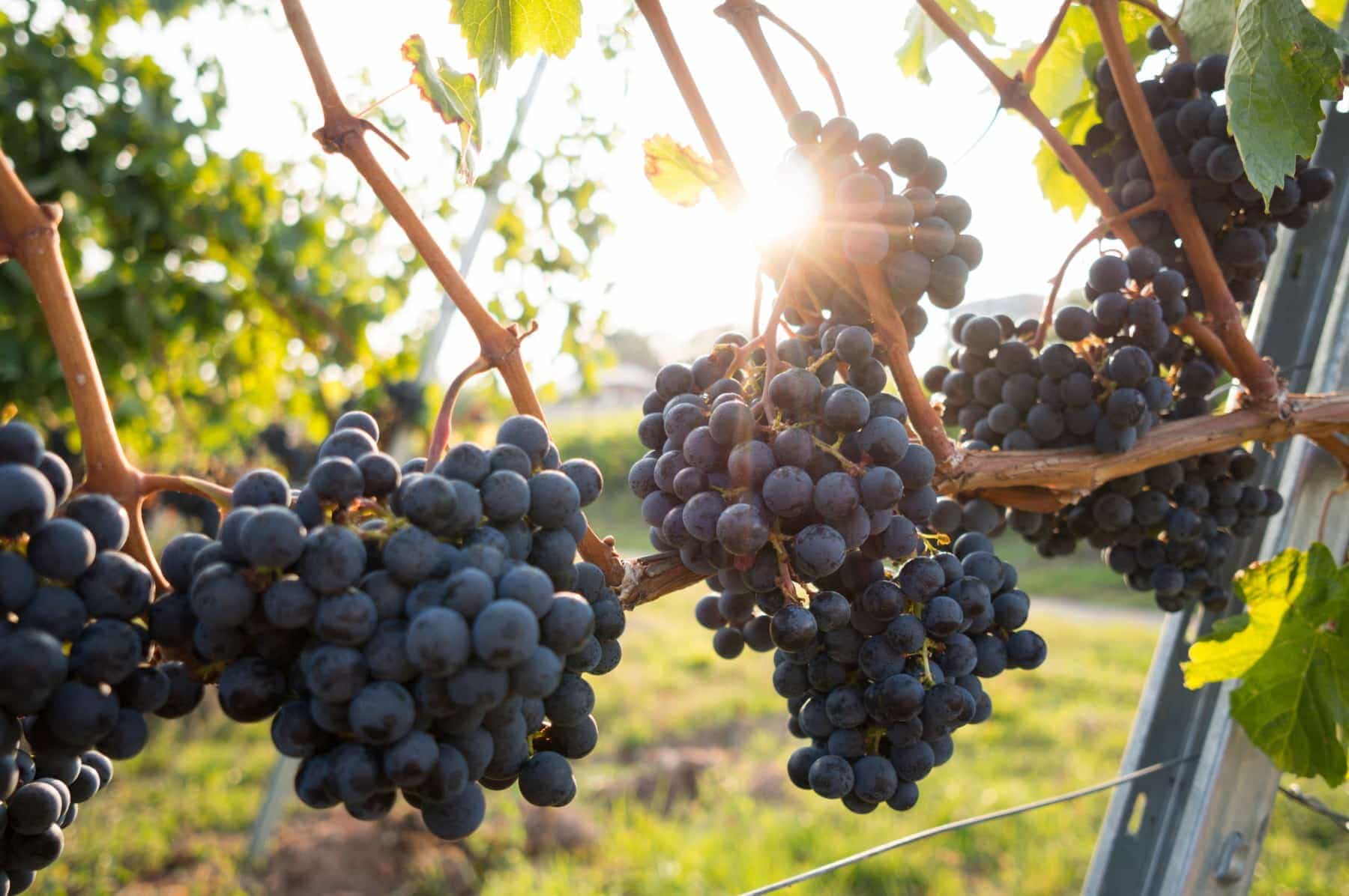 grapes on vine