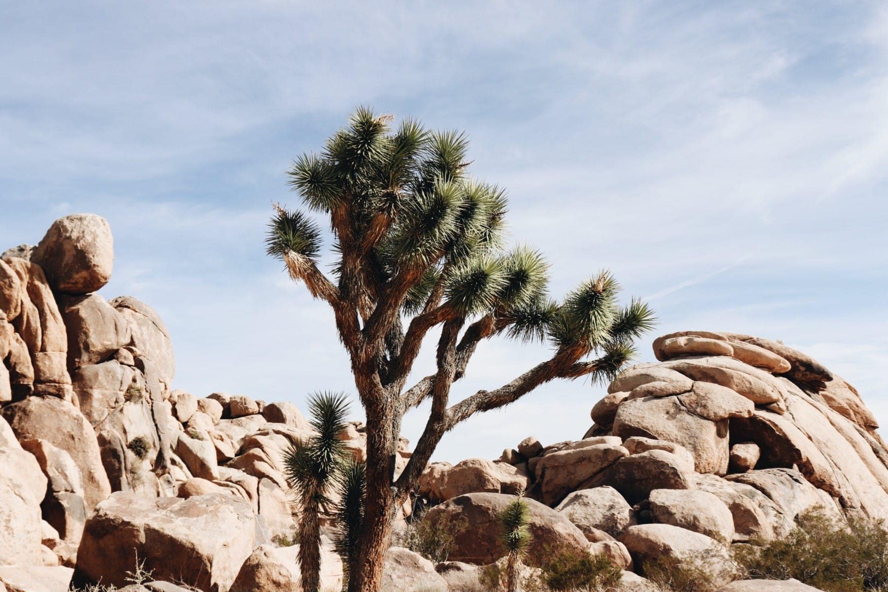 Joshua tree