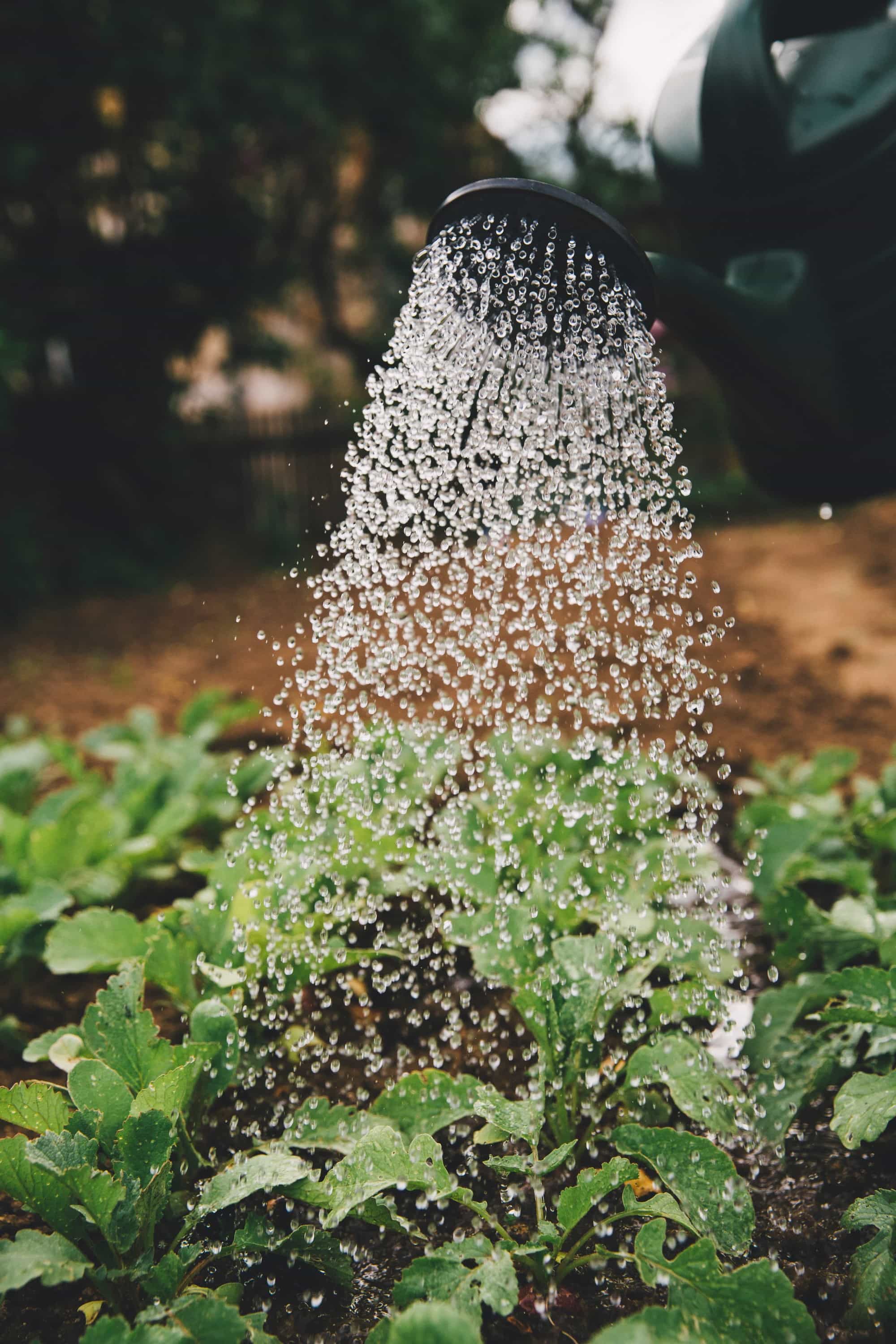 watering a garden