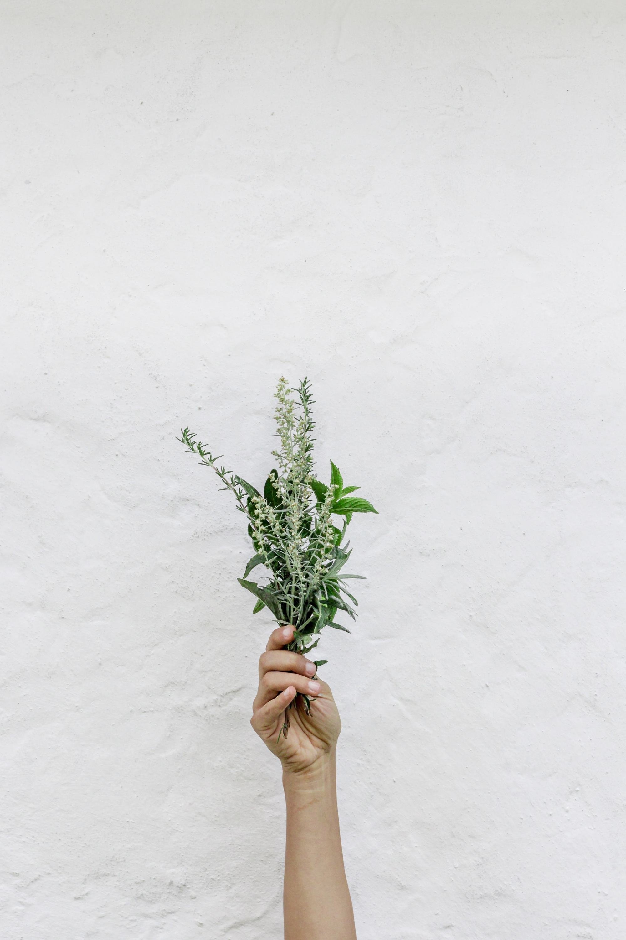 hand holding herbs