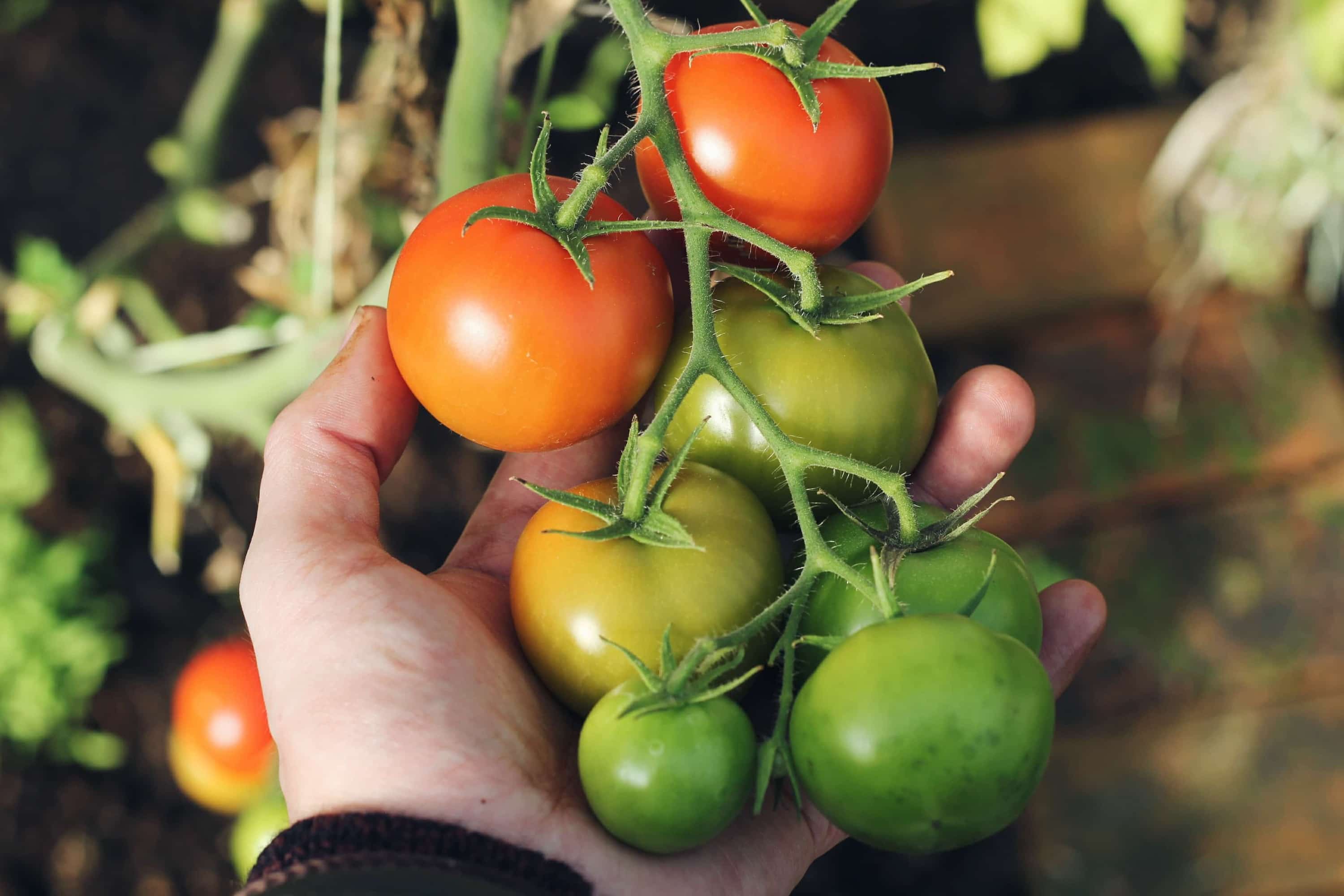 vine tomatoes