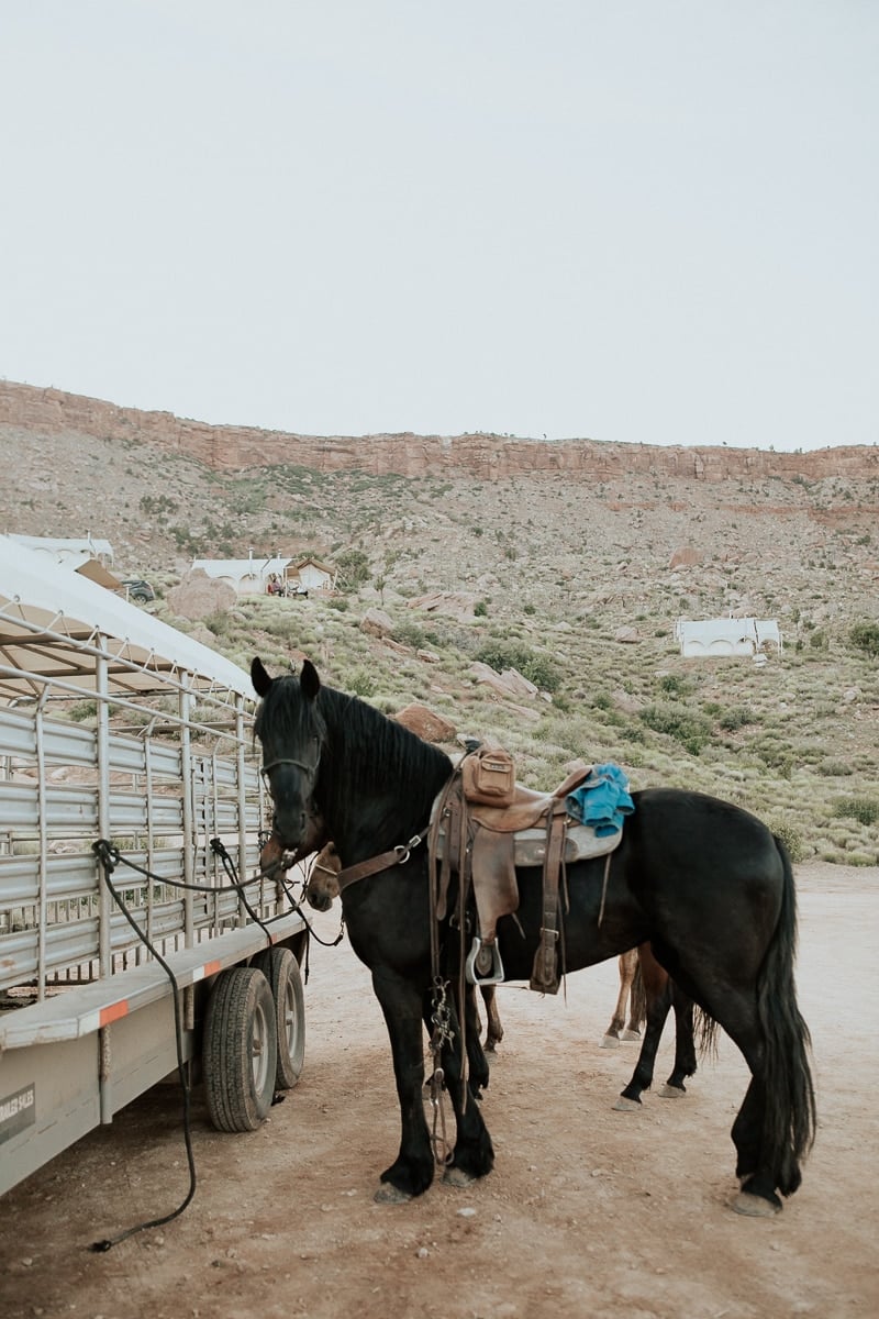 outdoor horses