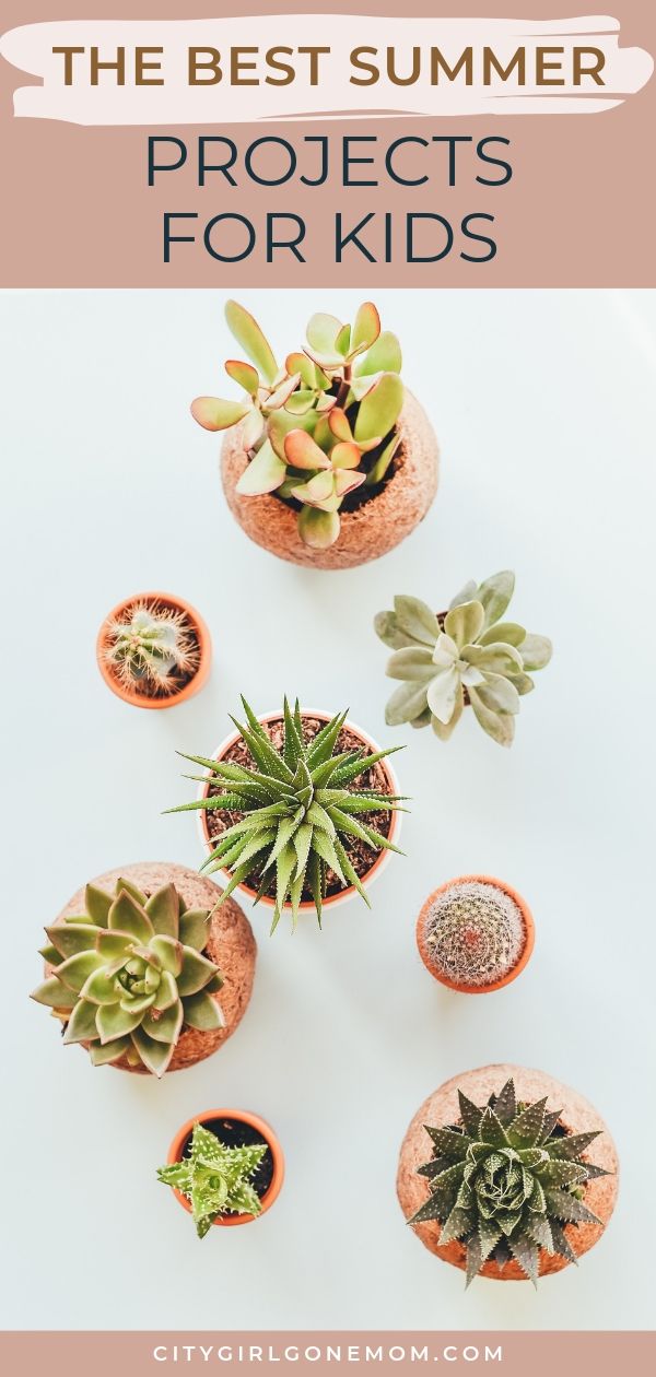 potted succulents