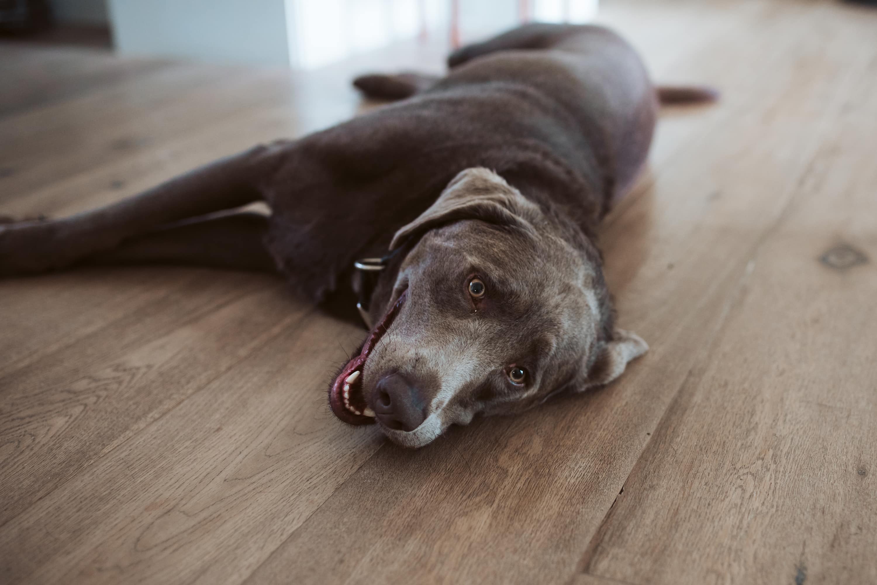 dog lying on floor