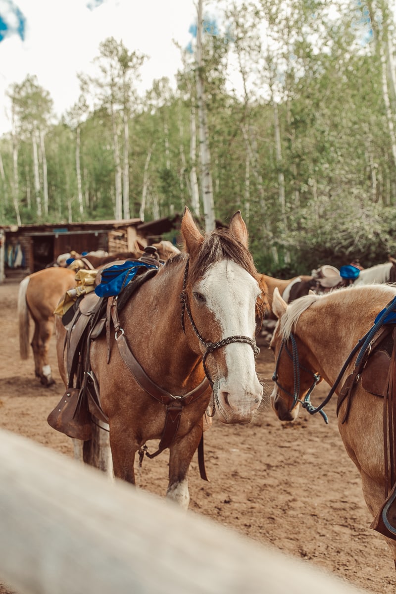 horses