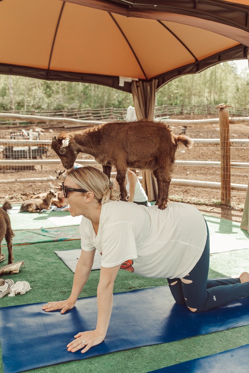 goat yoga woman