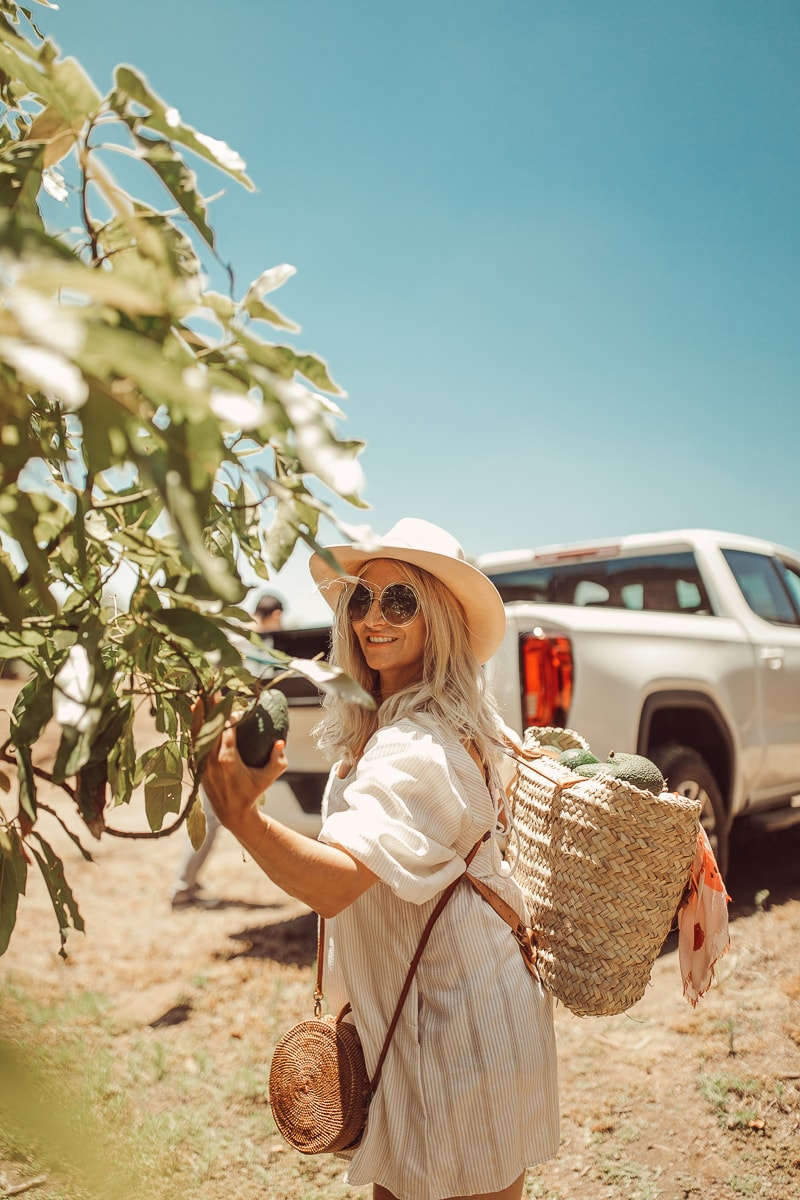 woman picking avocados