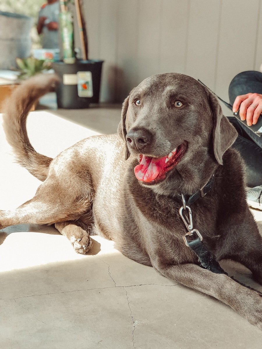 happy dog