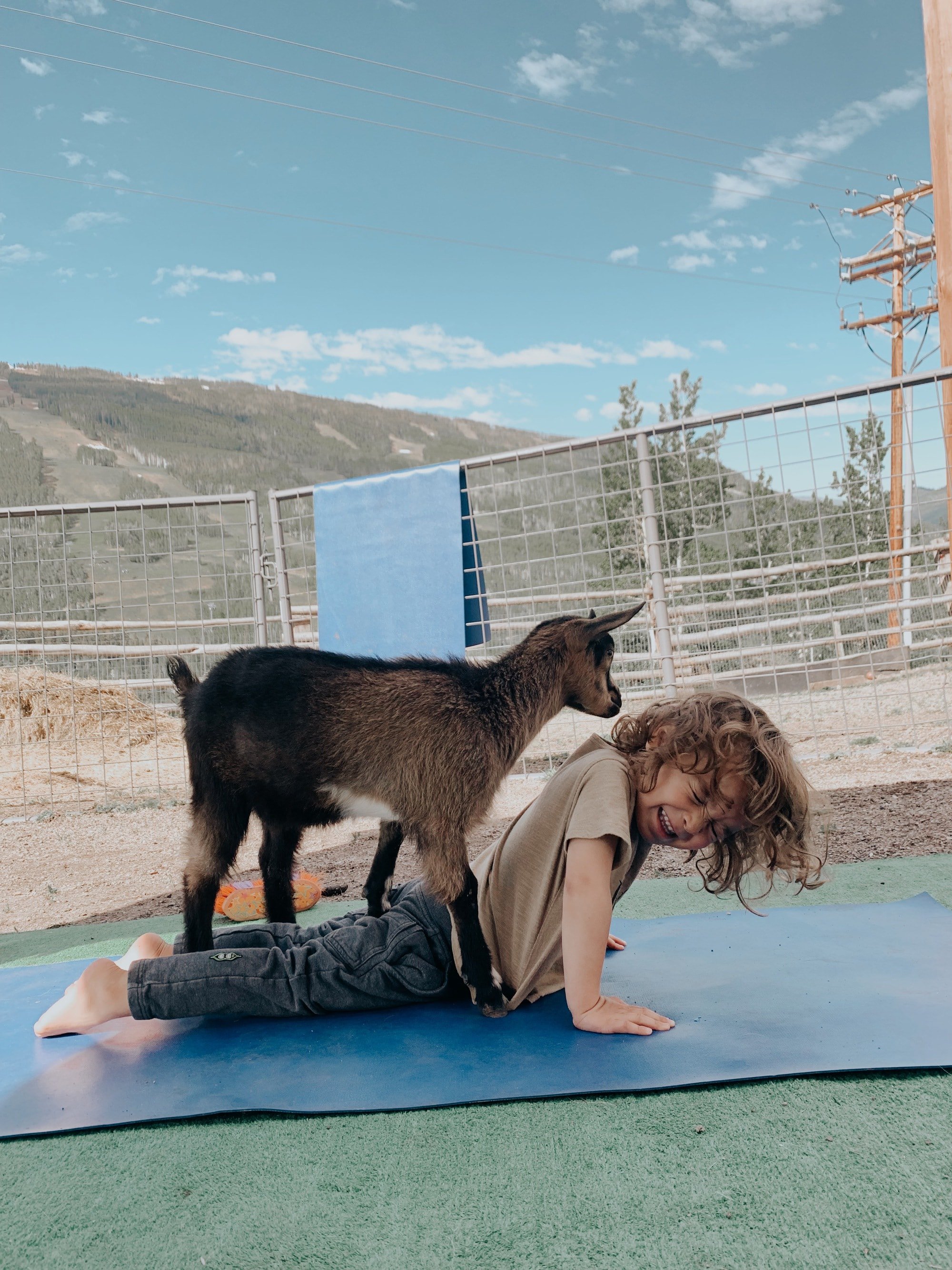 goat yoga baby