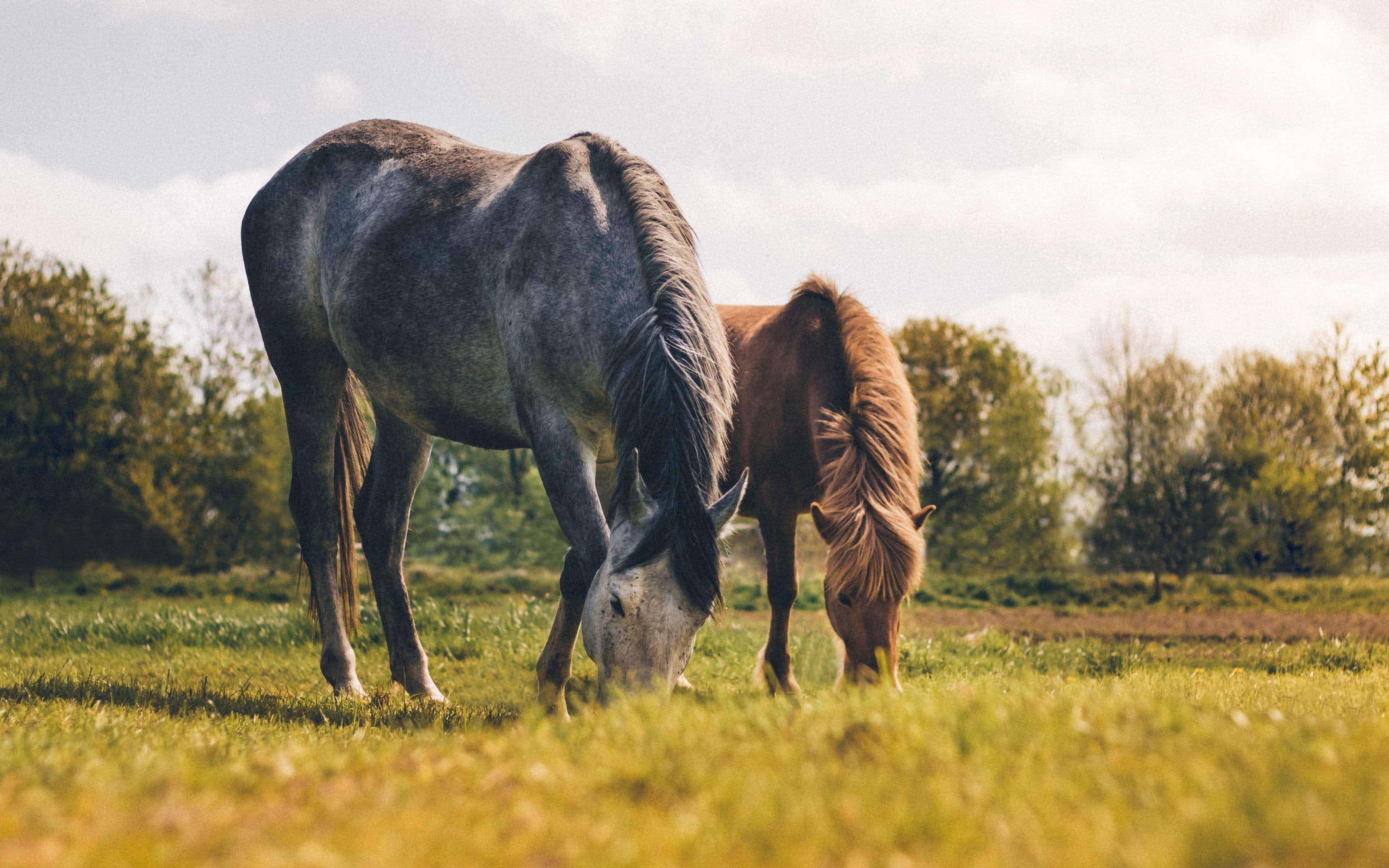 horses grazing