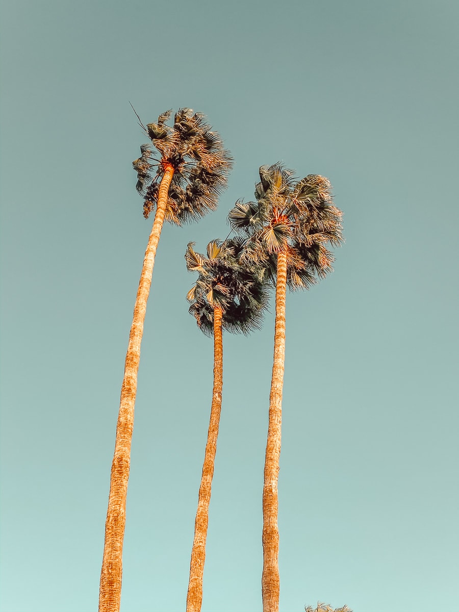 palm trees