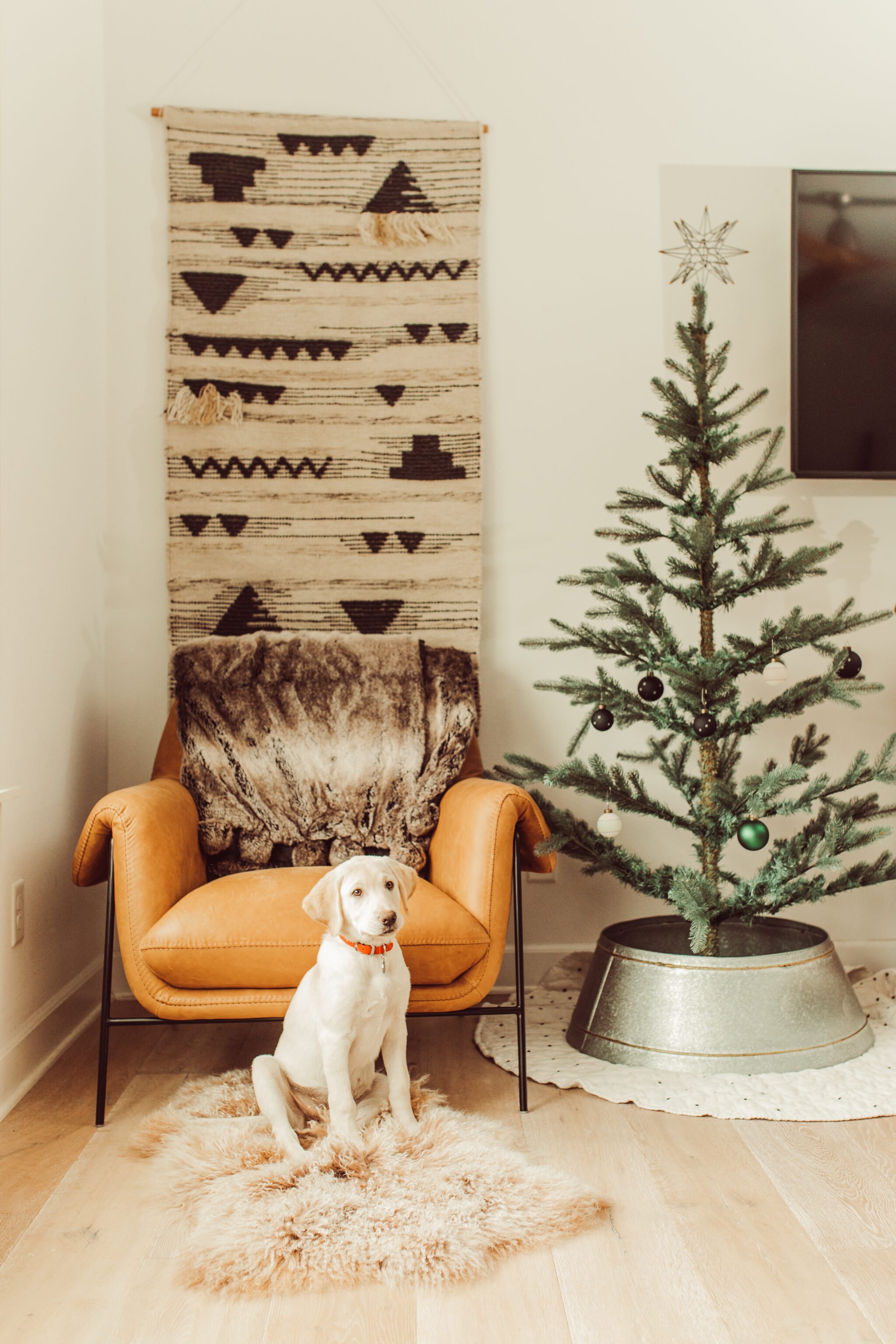 dog sitting by christmas tree