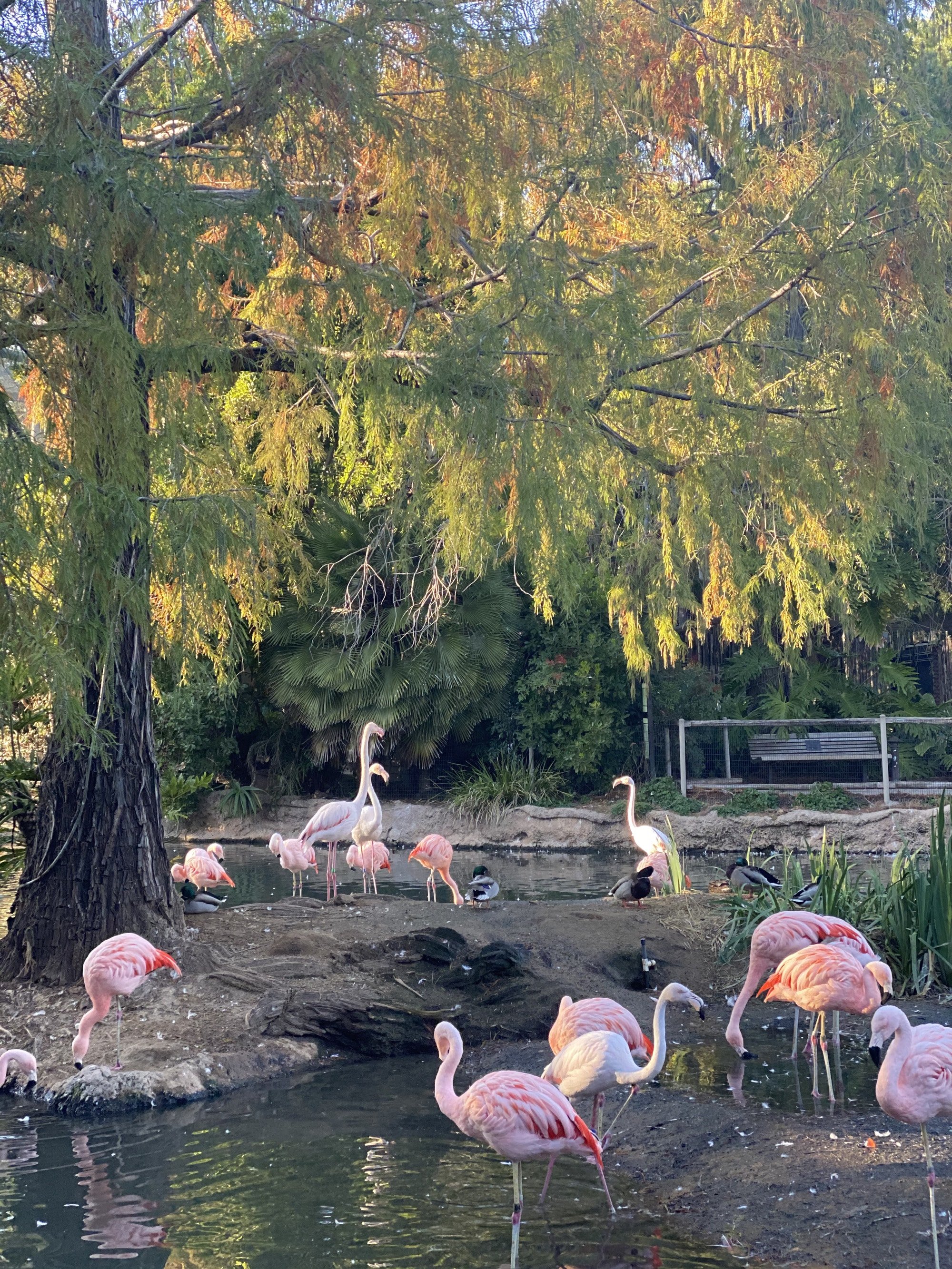 pink flamingos at zoo