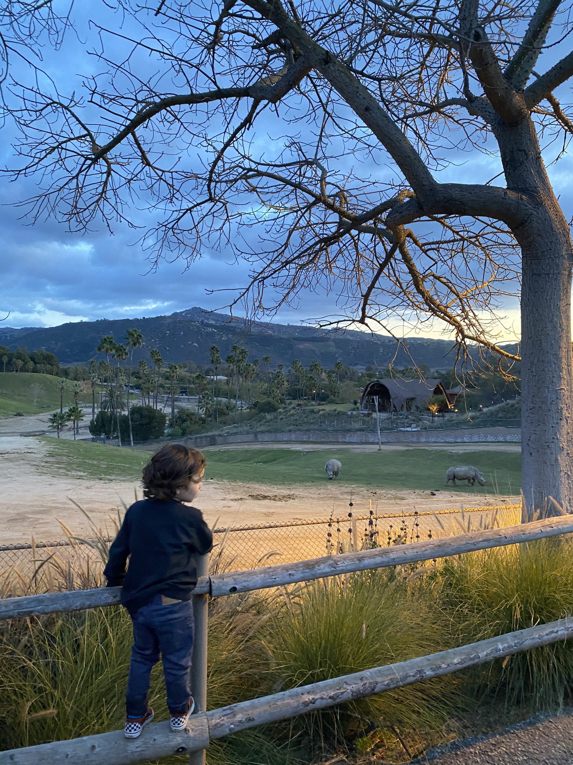 boy watching rhinos at zoo