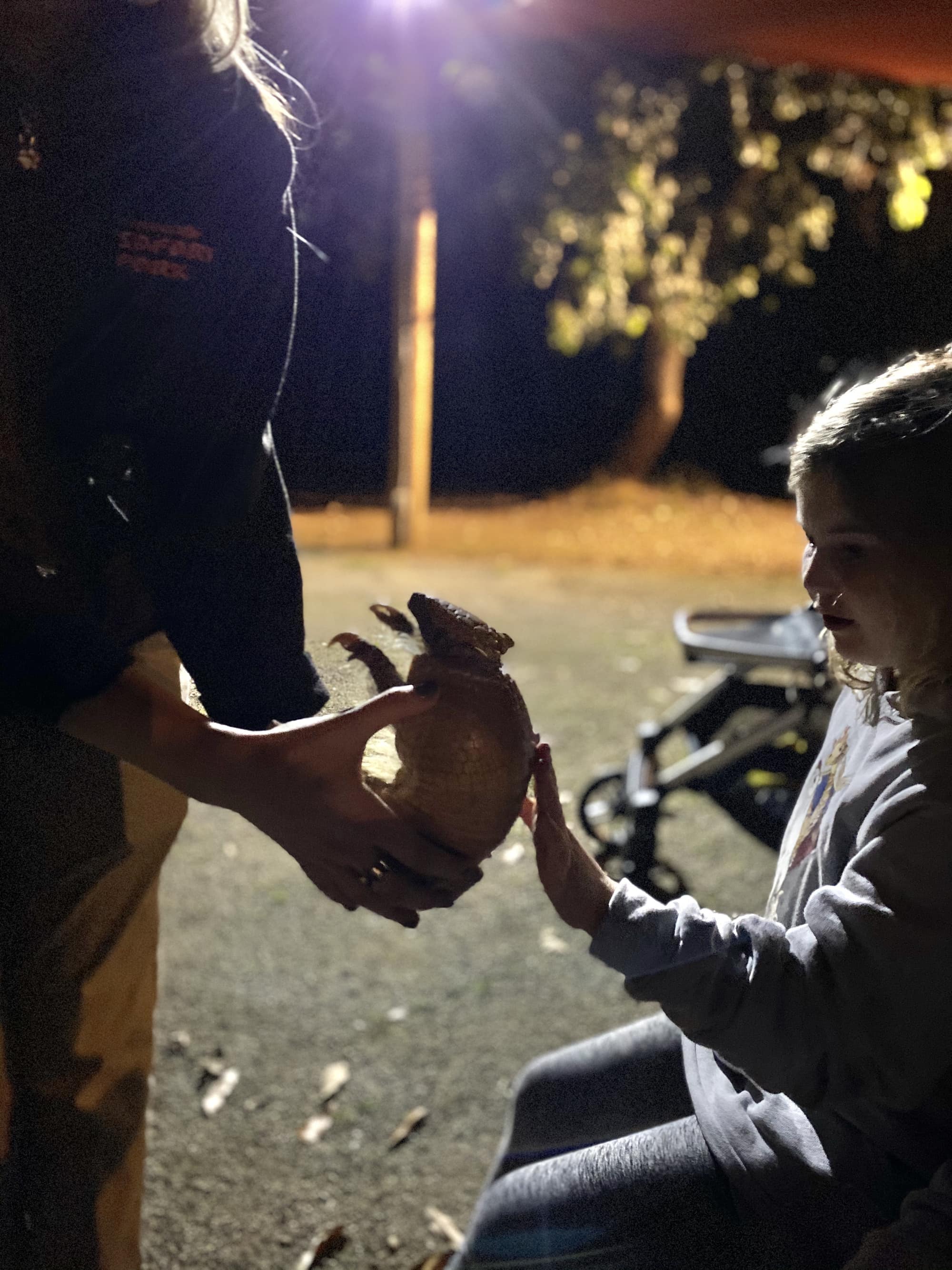 kid touching an animal