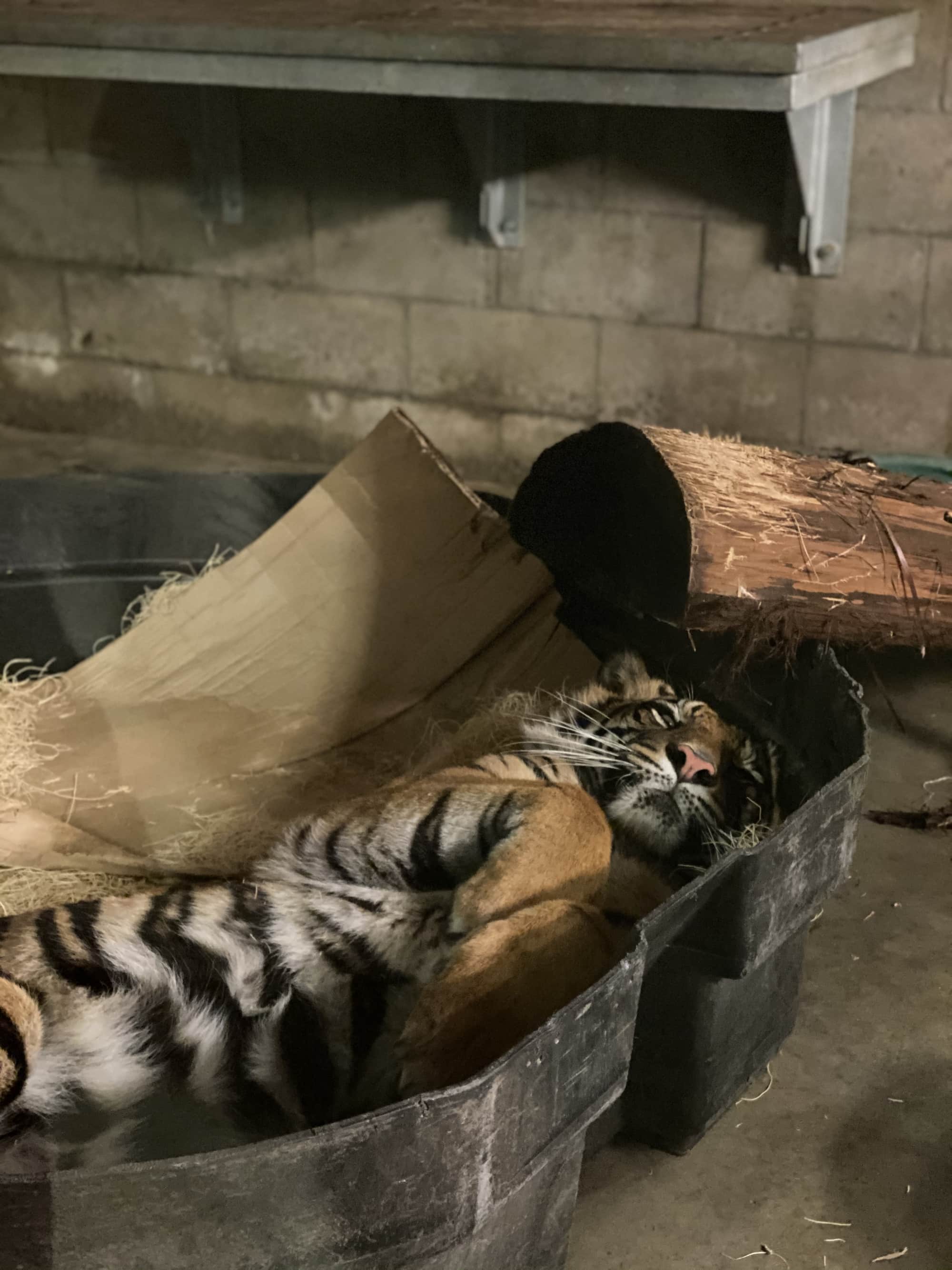 sleeping tiger in zoo