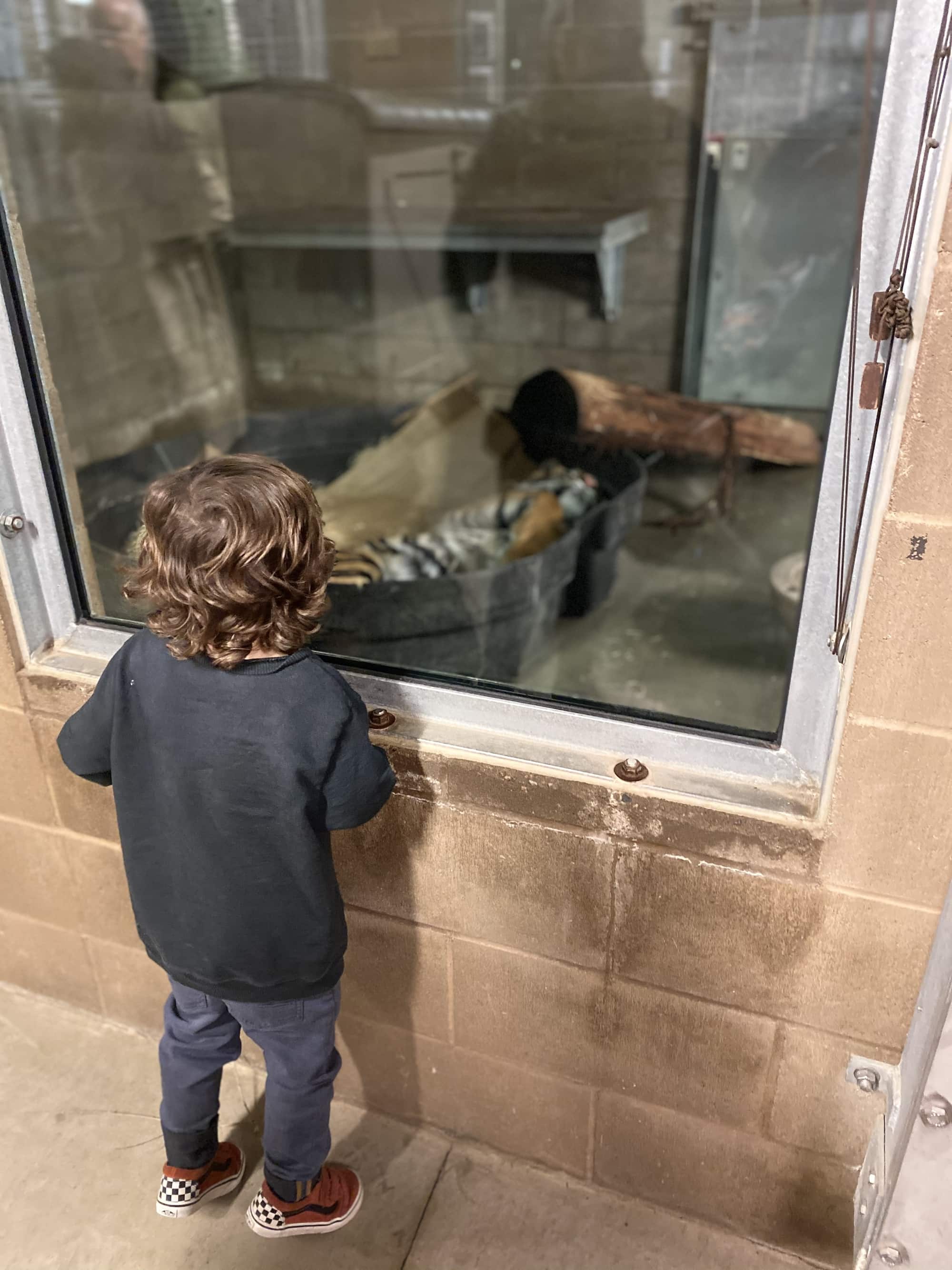 child watching sleeping tiger