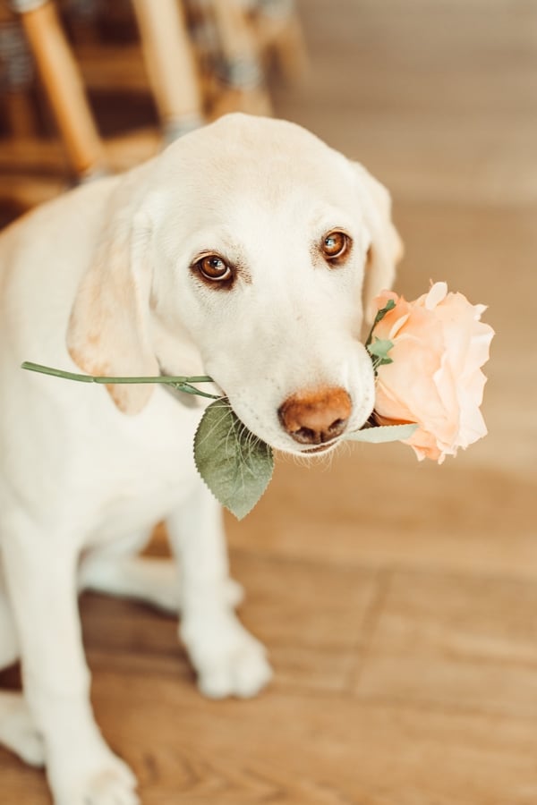 puppy dog with rose