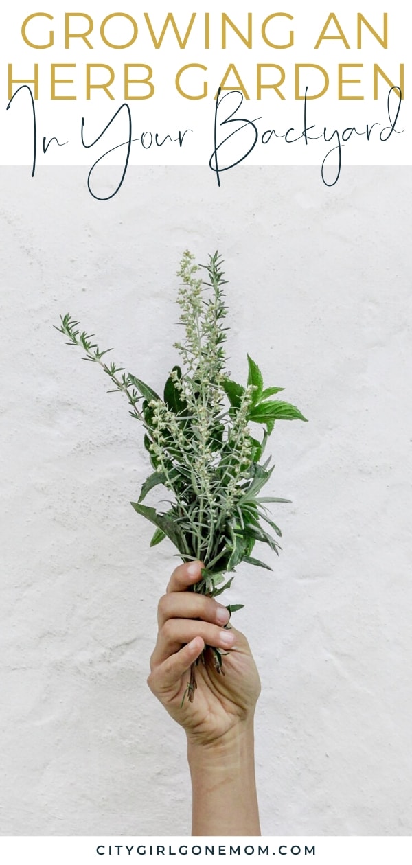 hand holding herbs