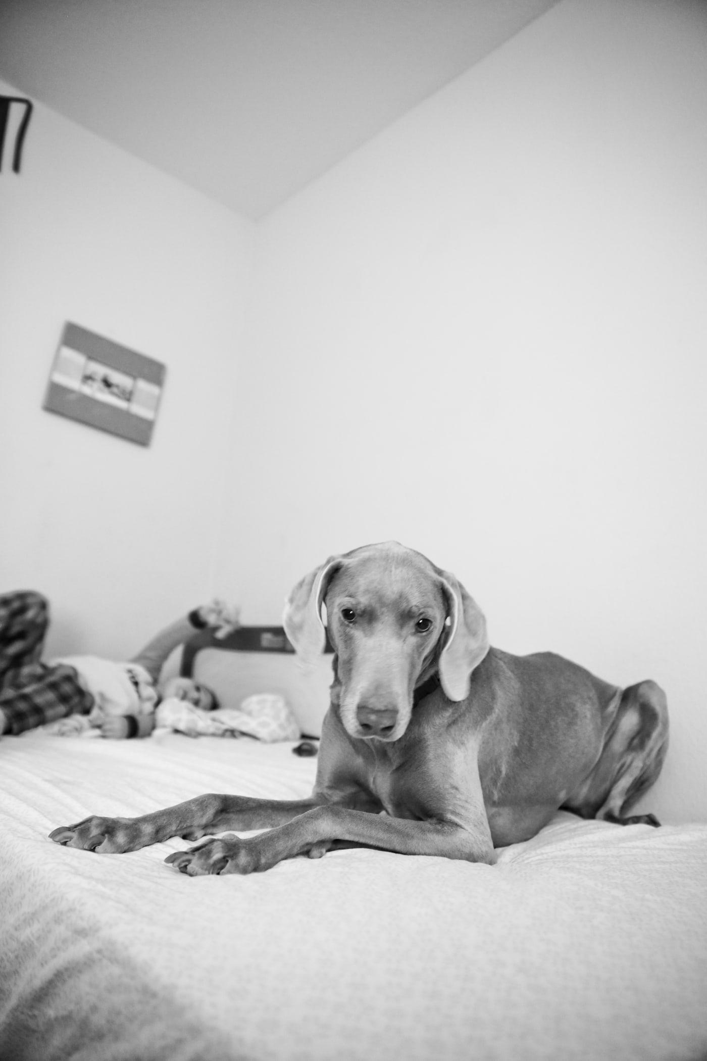 dog on bed