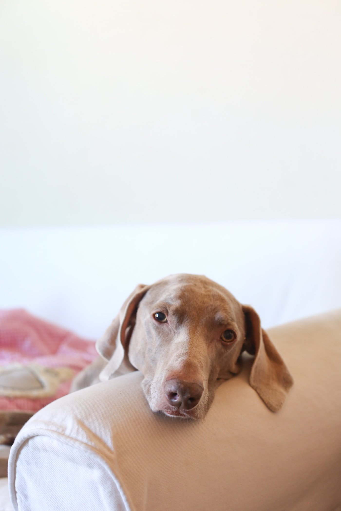 dog on sofa