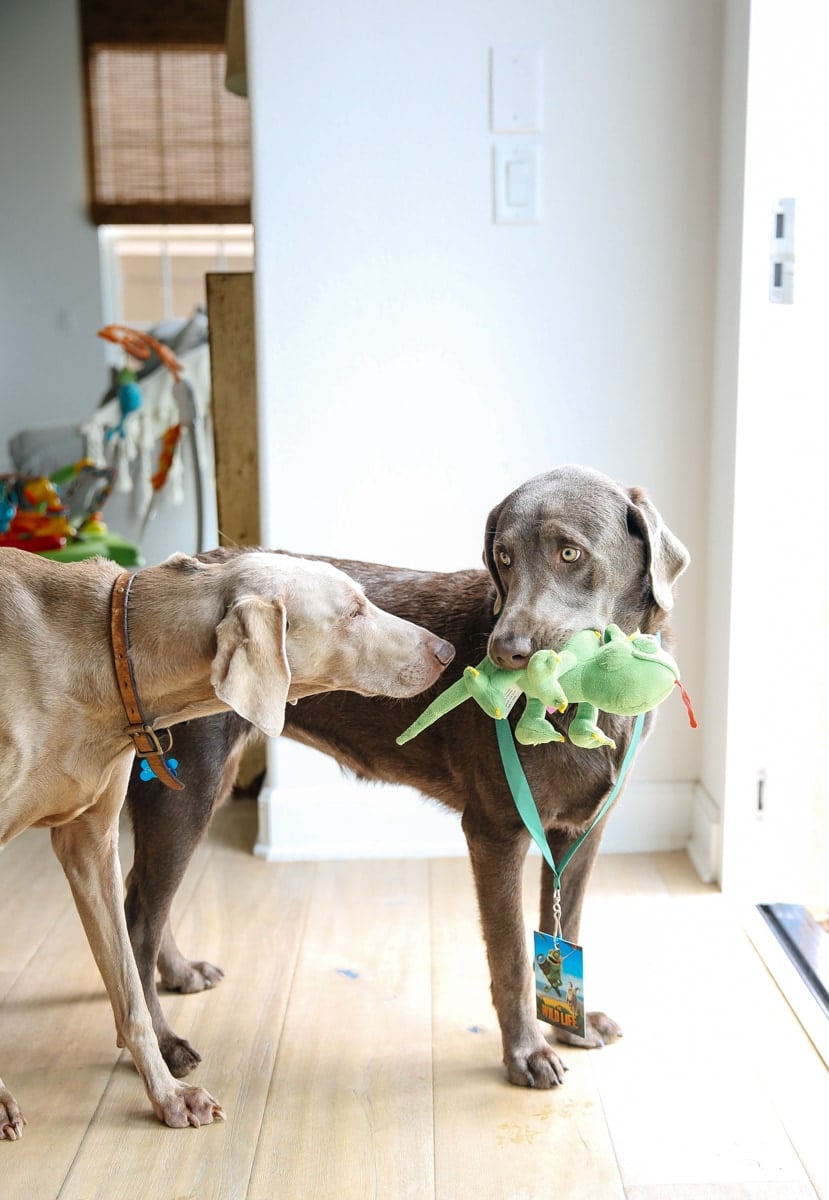 dogs playing with toys