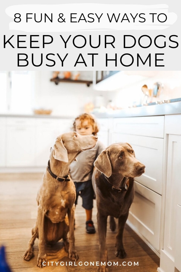 dogs in kitchen