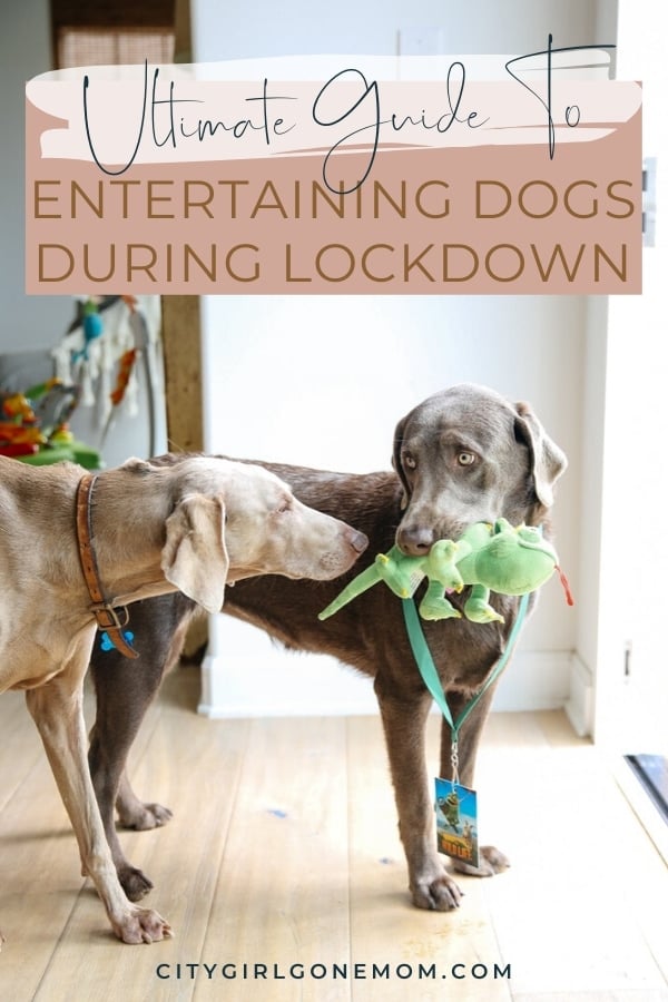 Ideas To Keep Your Dog Busy During Lockdown