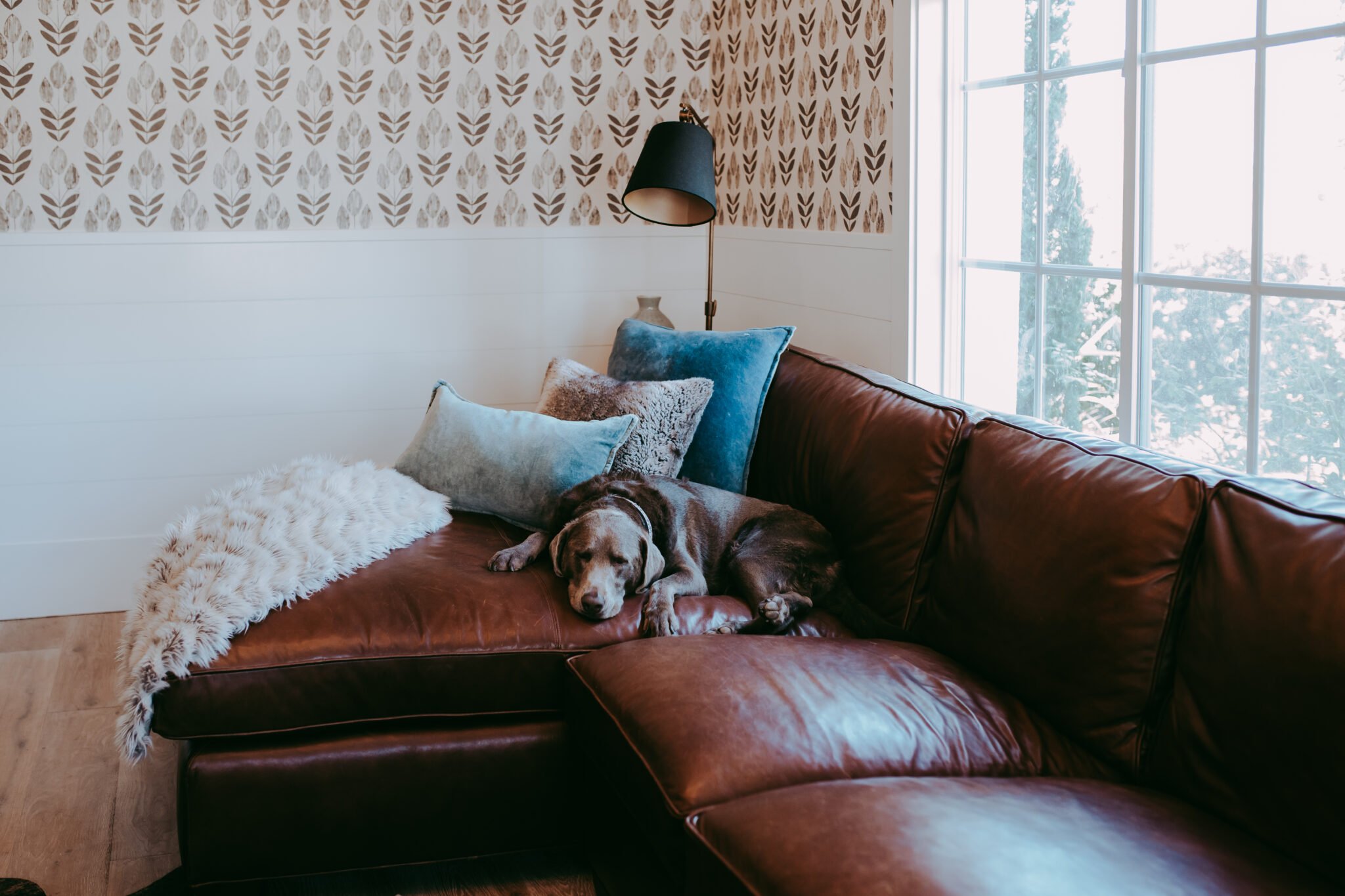 dog on a couch