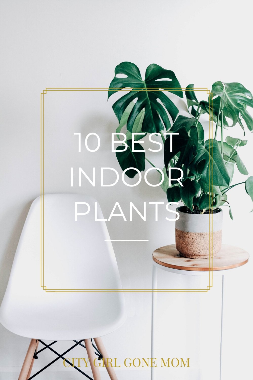 best indoor plants