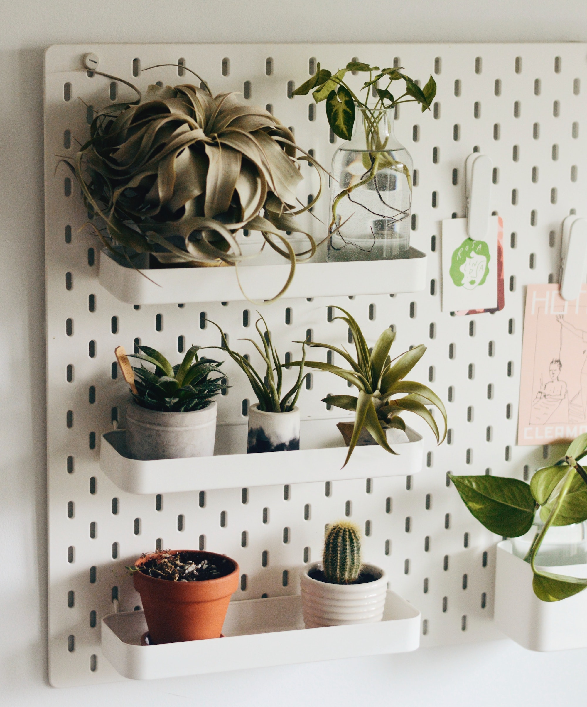 plants on the wall