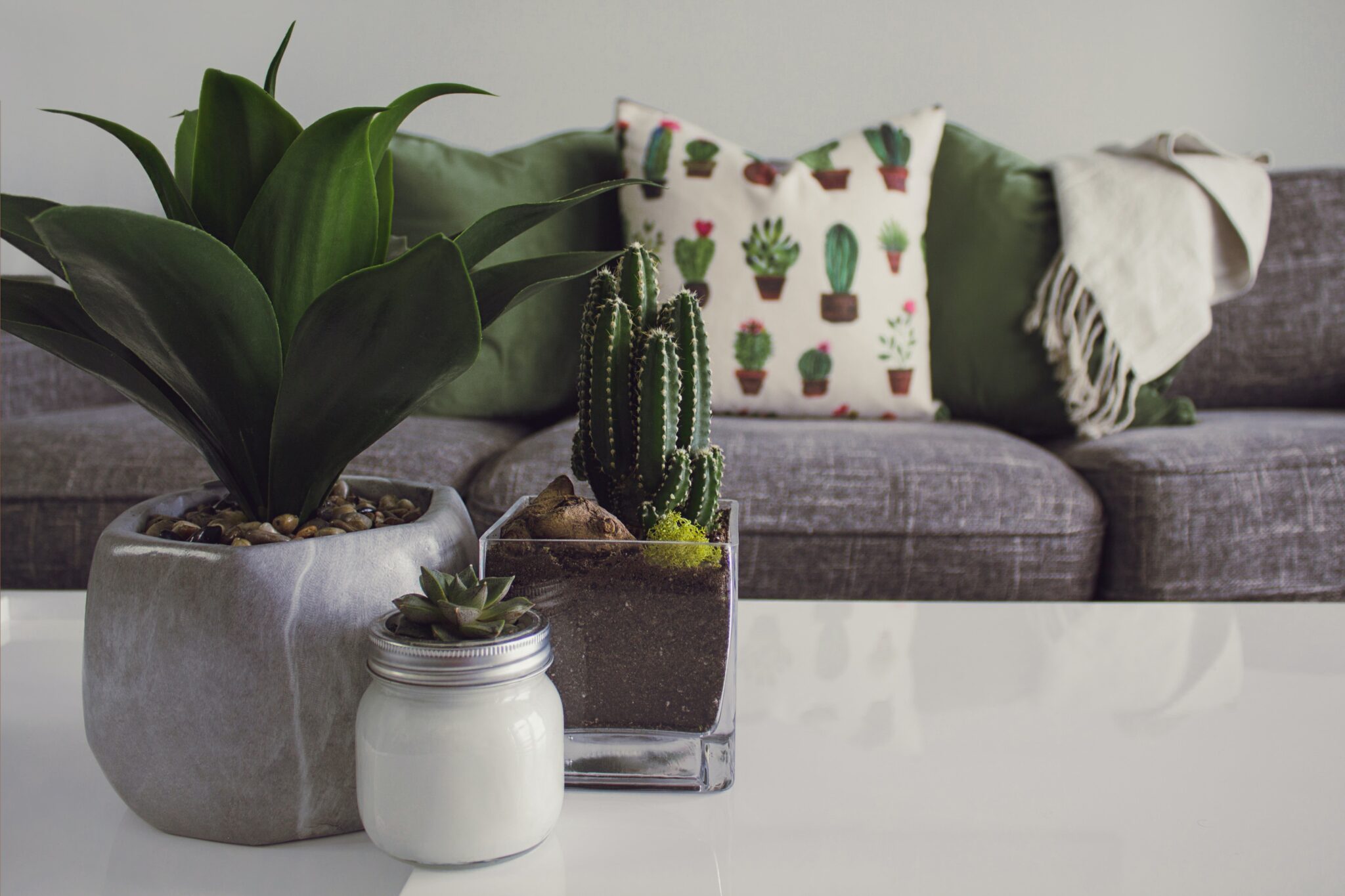 plants on coffee table