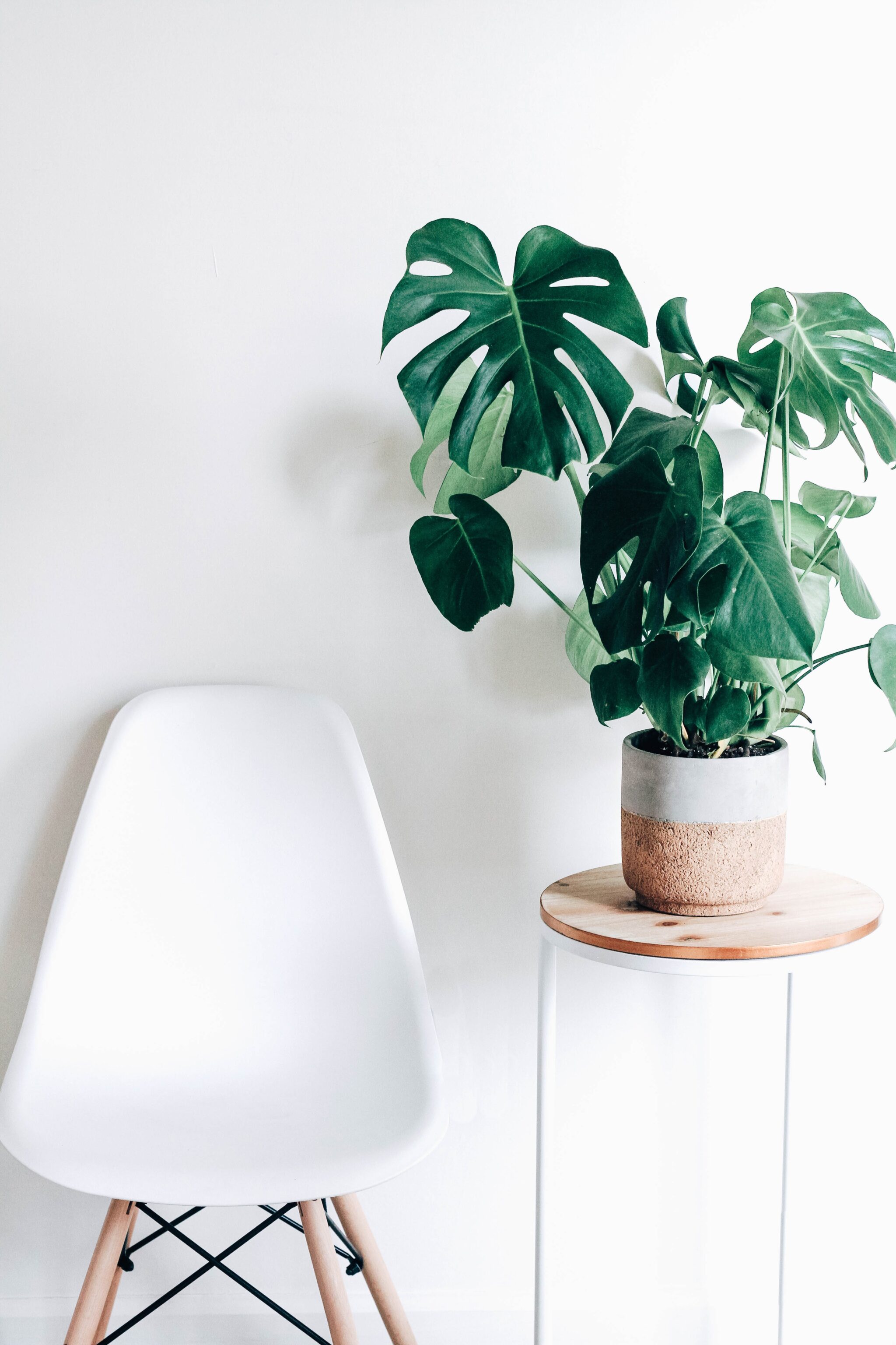 plant on table by chair